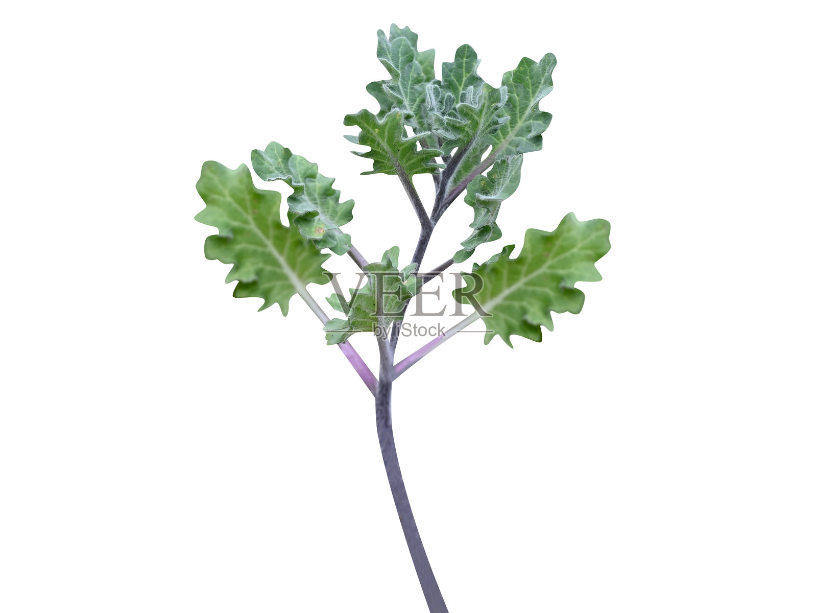 洋金花或毒芹植物照片摄影图片