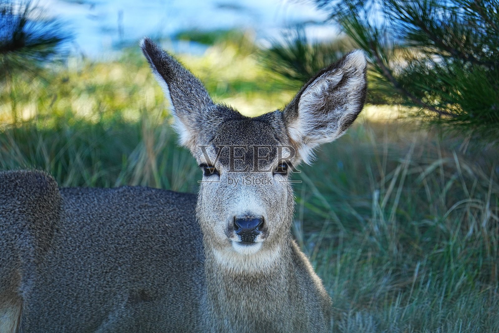 营地中的骡鹿。位于科罗拉多州丹佛附近的查特菲尔德湖州立公园因其全年适合划船、慢跑、骑自行车、远足和露营而受到欢迎。照片摄影图片