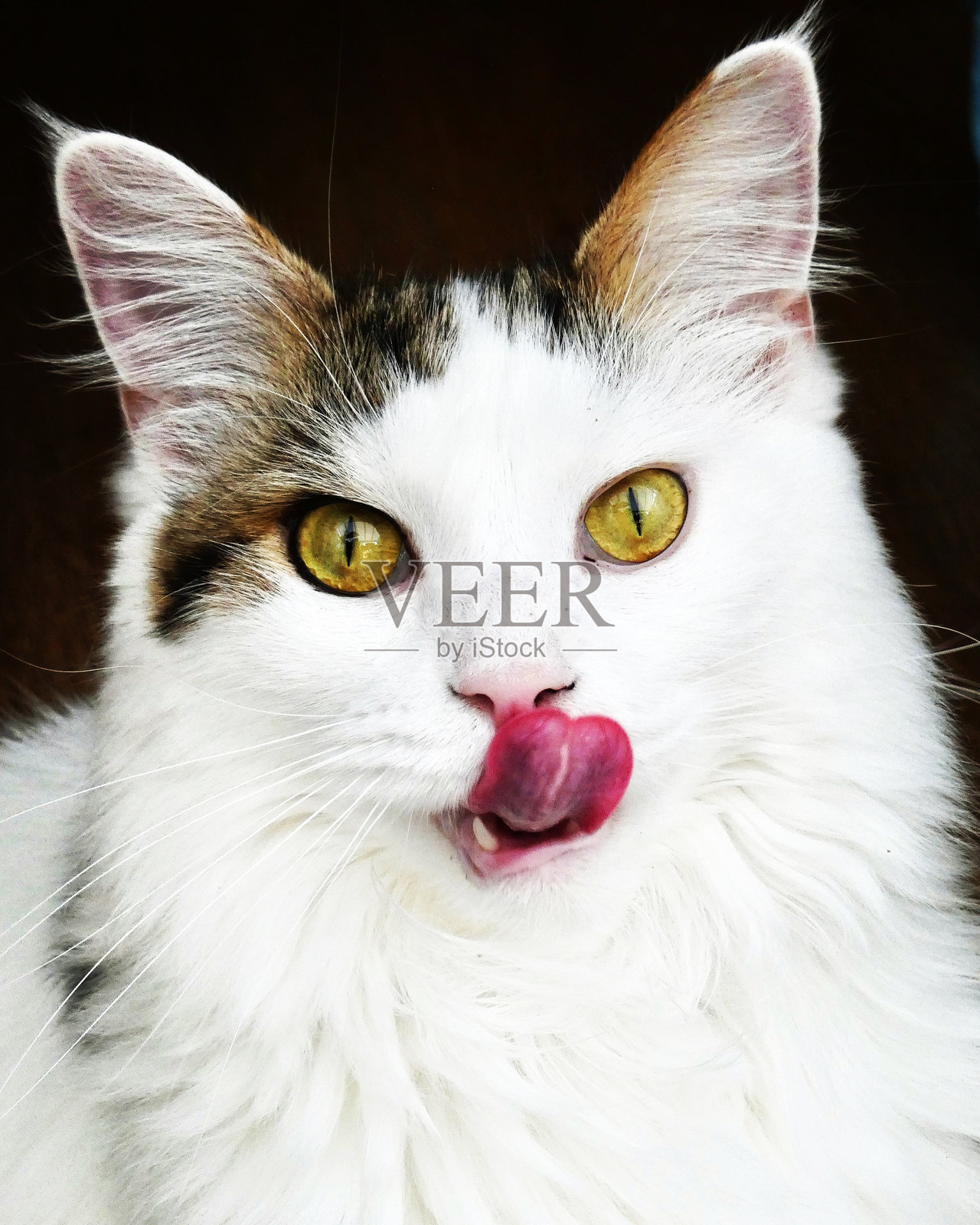 猫照片摄影图片