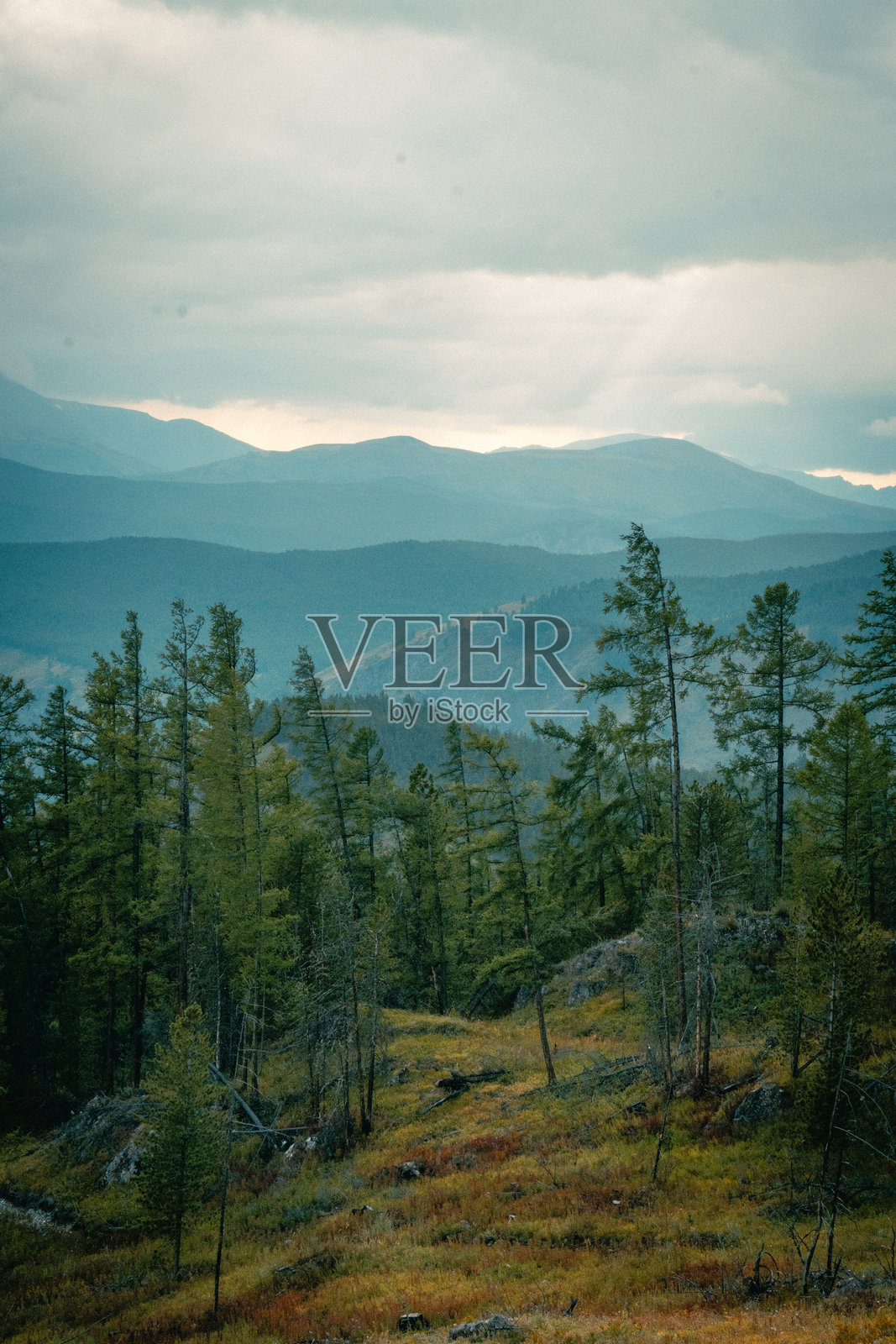 阿尔泰山脉美丽山谷的全景。阿尔泰山脉，北阿尔泰，俄罗斯戈尔尼阿尔泰共和国。照片摄影图片