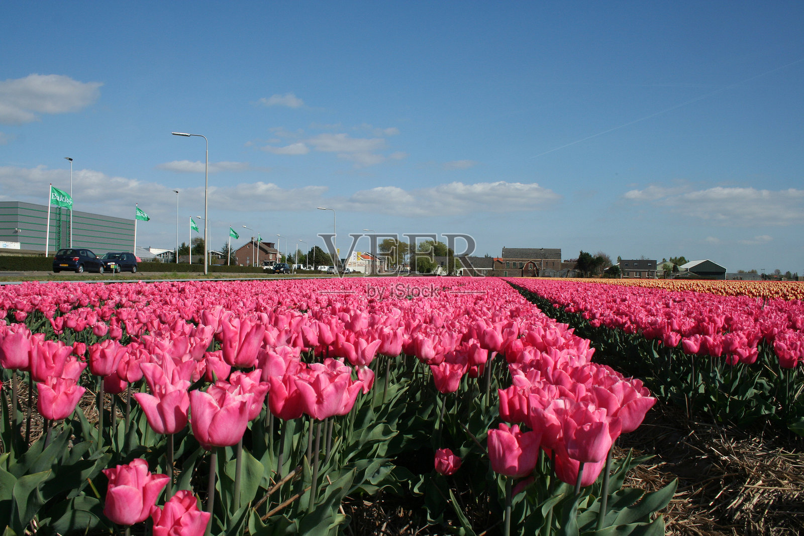 荷兰的郁金香花田照片摄影图片