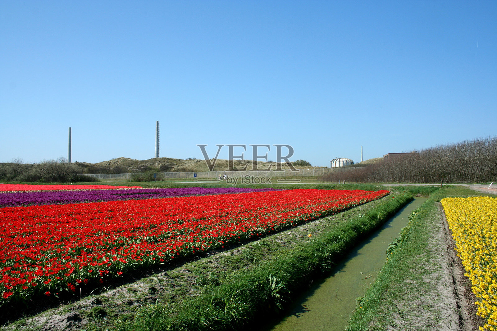 荷兰的郁金香花田照片摄影图片