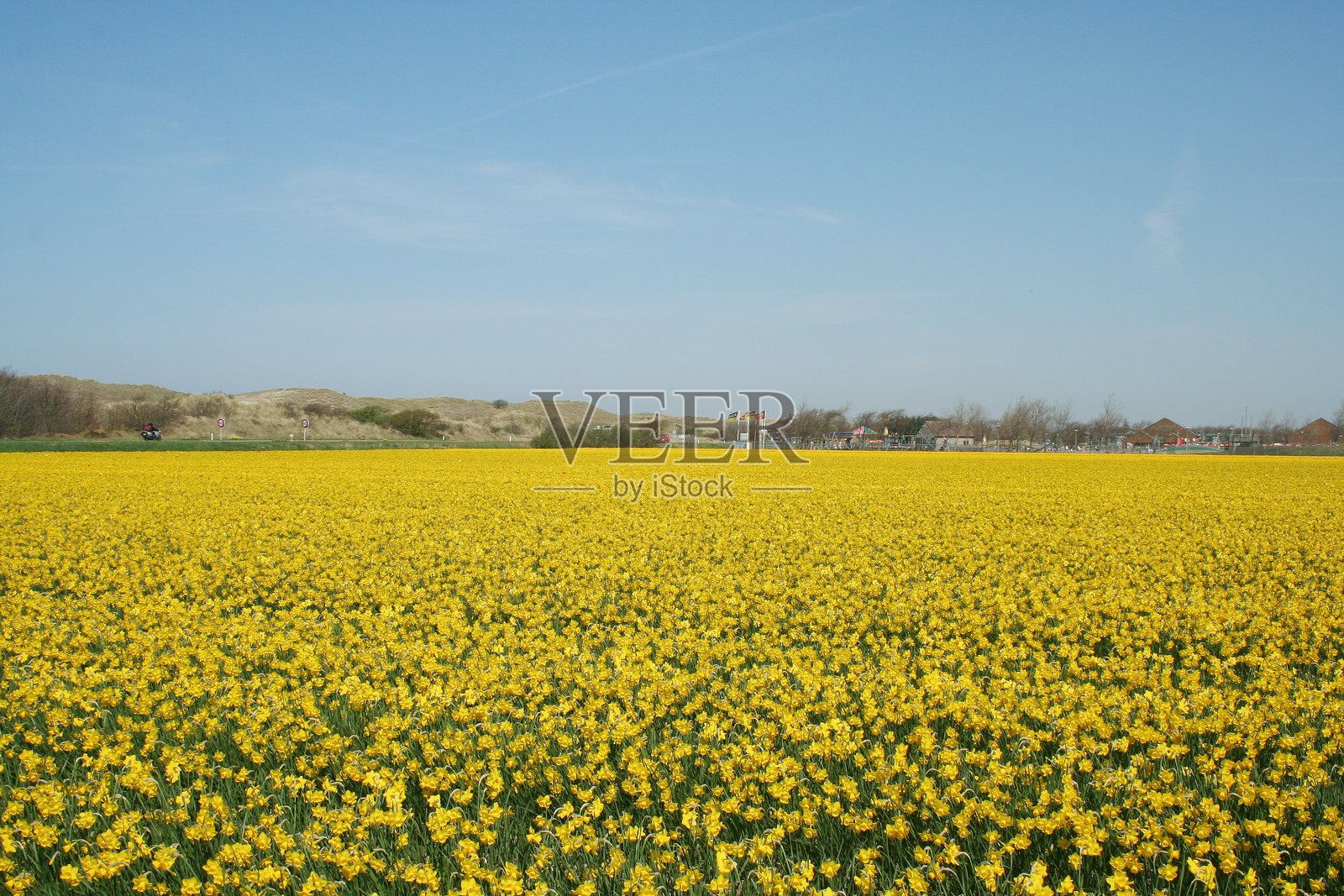 荷兰的郁金香花田照片摄影图片