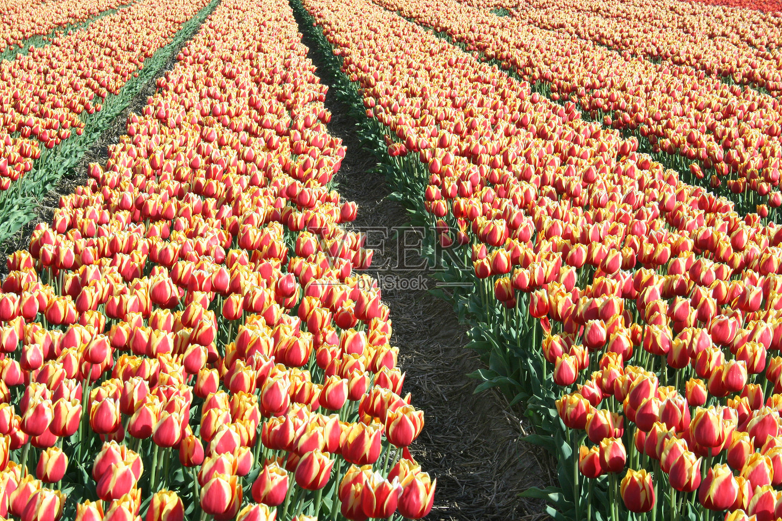 荷兰的郁金香花田照片摄影图片