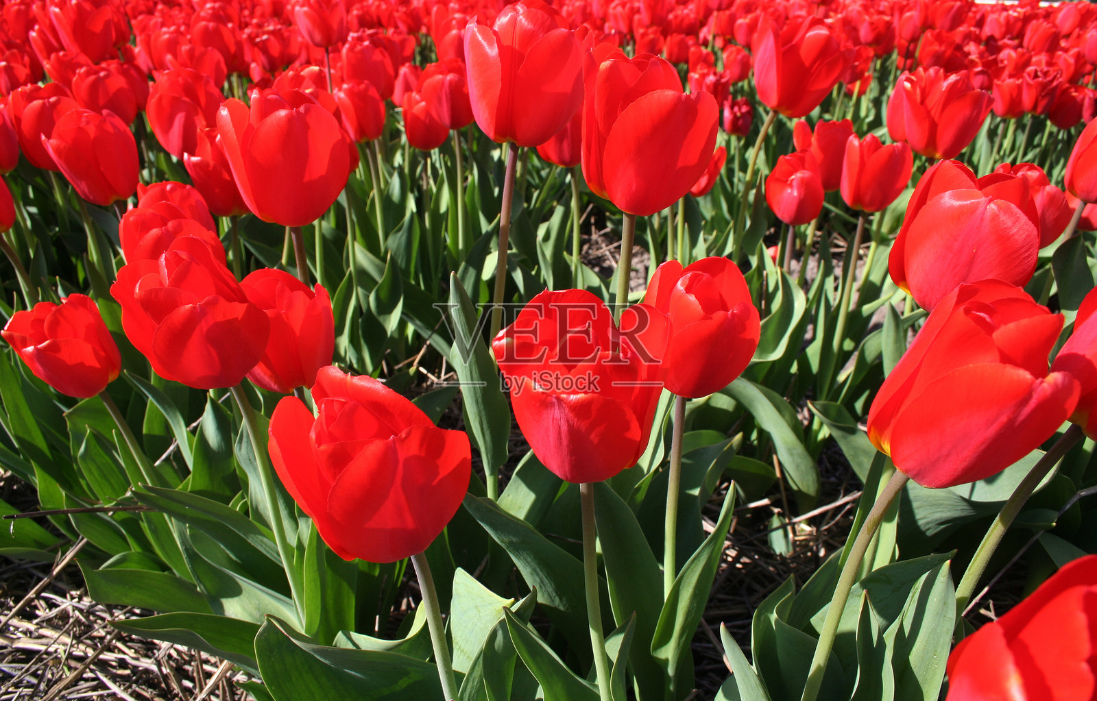 荷兰的郁金香田照片摄影图片