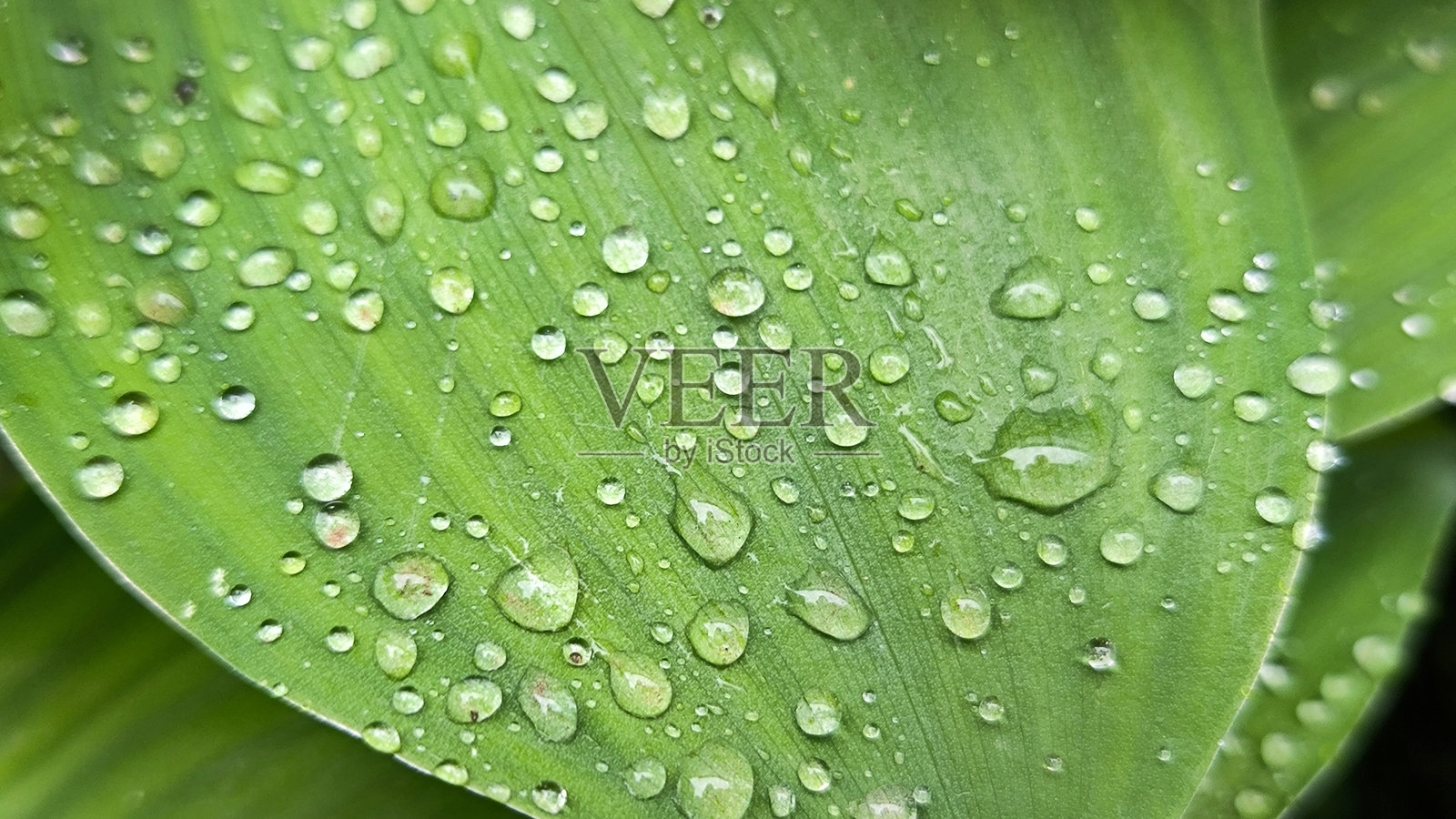 八月百合叶上的雨滴照片摄影图片