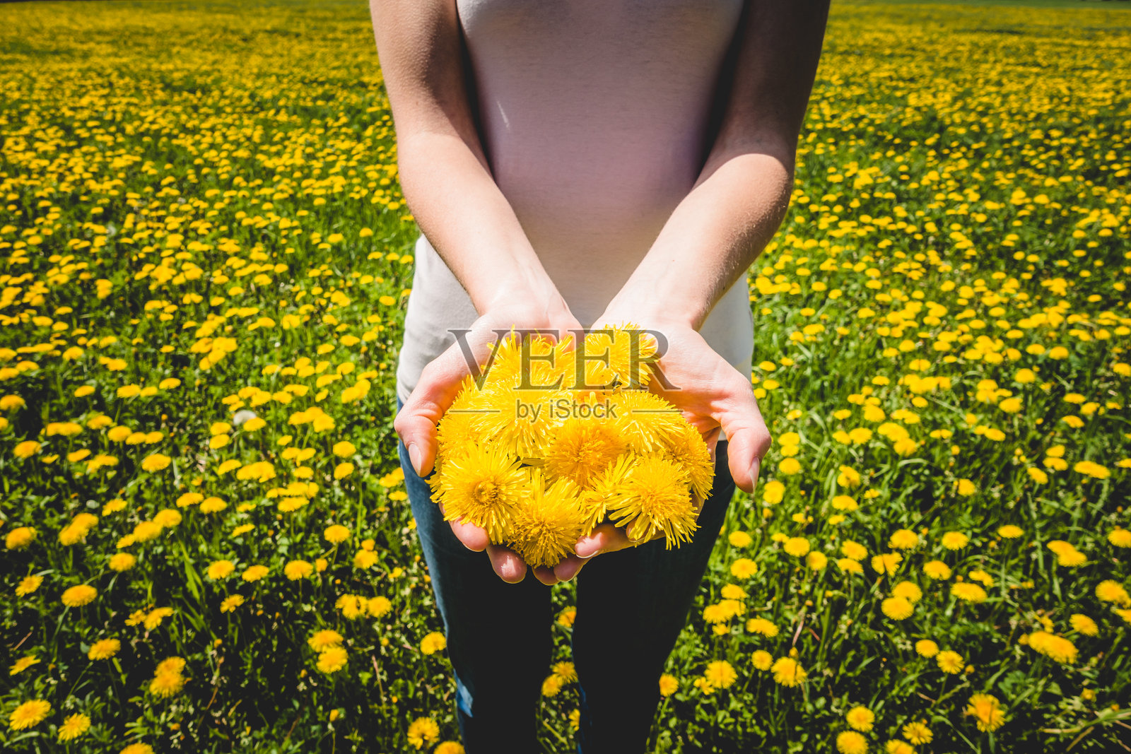 田野中与盛开的蒲公英相伴的女人照片摄影图片