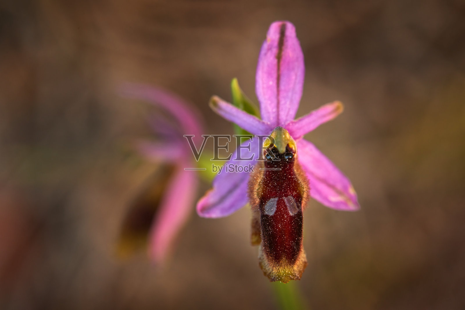 Ophrys sphegodes lunulata，兰花，西西里，意大利。开花的欧洲陆生野生兰花，自然栖息地。美丽的花朵细节，春季日落来自欧洲。野花。Ophrys lunulata。照片摄影图片