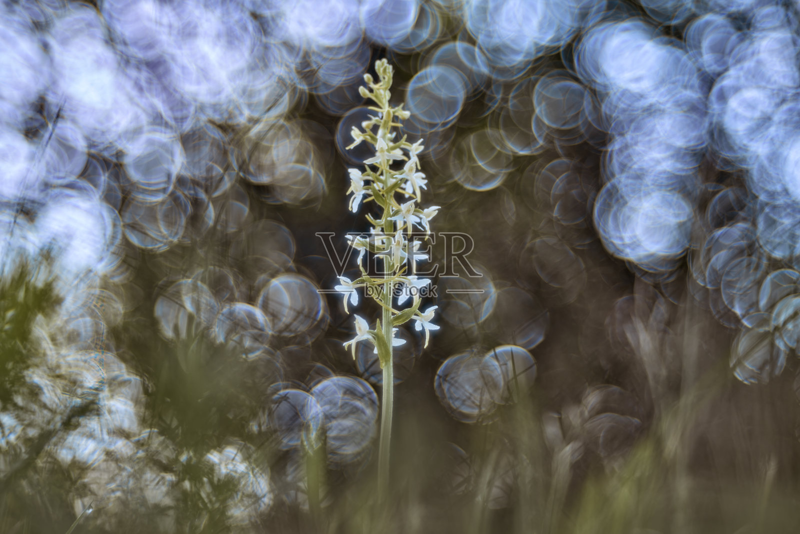 小蝶兰，Platanthera bifolia，开花的欧洲陆生野生兰花，生长在自然栖息地，细节绽放，背景为森林光线，捷克共和国。散景复古Trioplan镜头。照片摄影图片