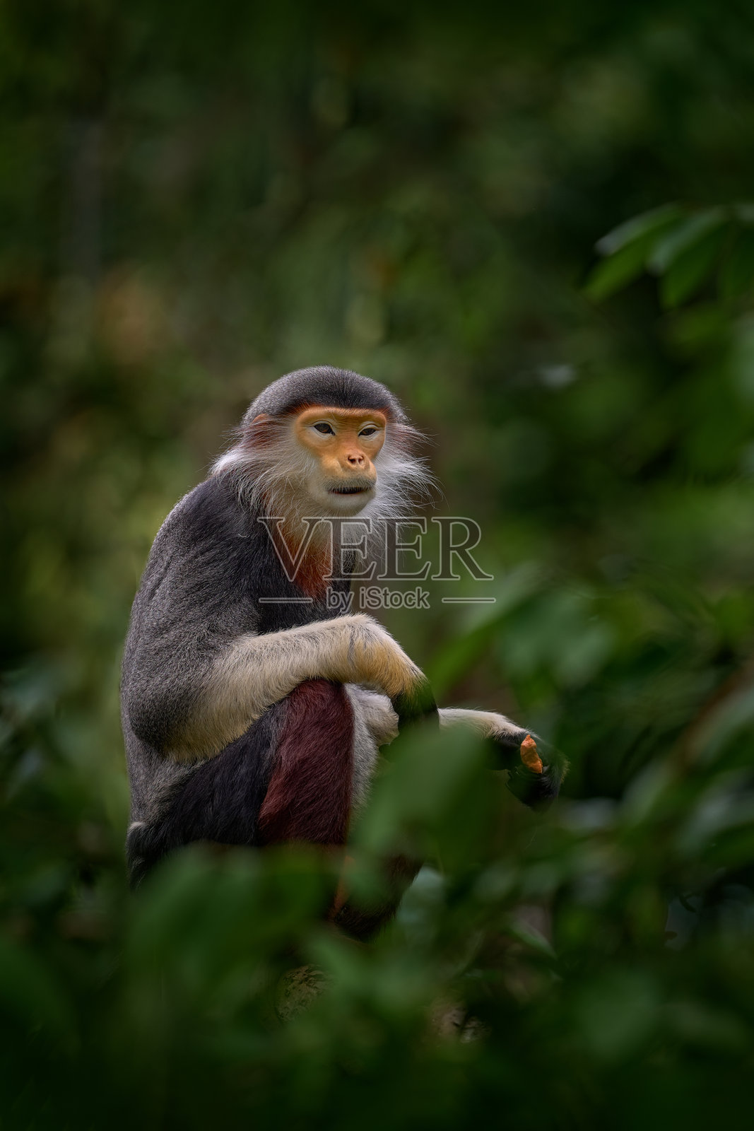 红腿长臂猿（Pygathrix namaeus），可爱的稀有猴子在自然栖息地的细节肖像。越南野生动物，岘港。长臂猿的头部肖像，亚洲野生动物。热带森林中的猴子。照片摄影图片