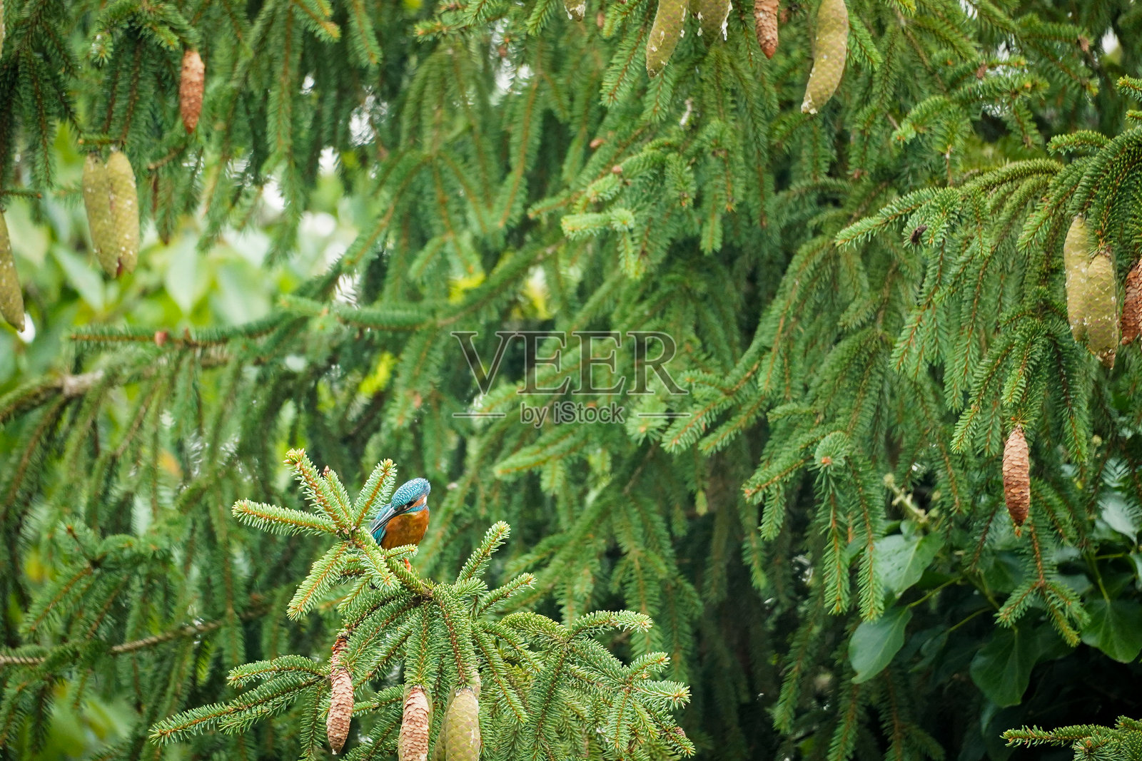 青绿色和橙色的普通翠鸟照片摄影图片