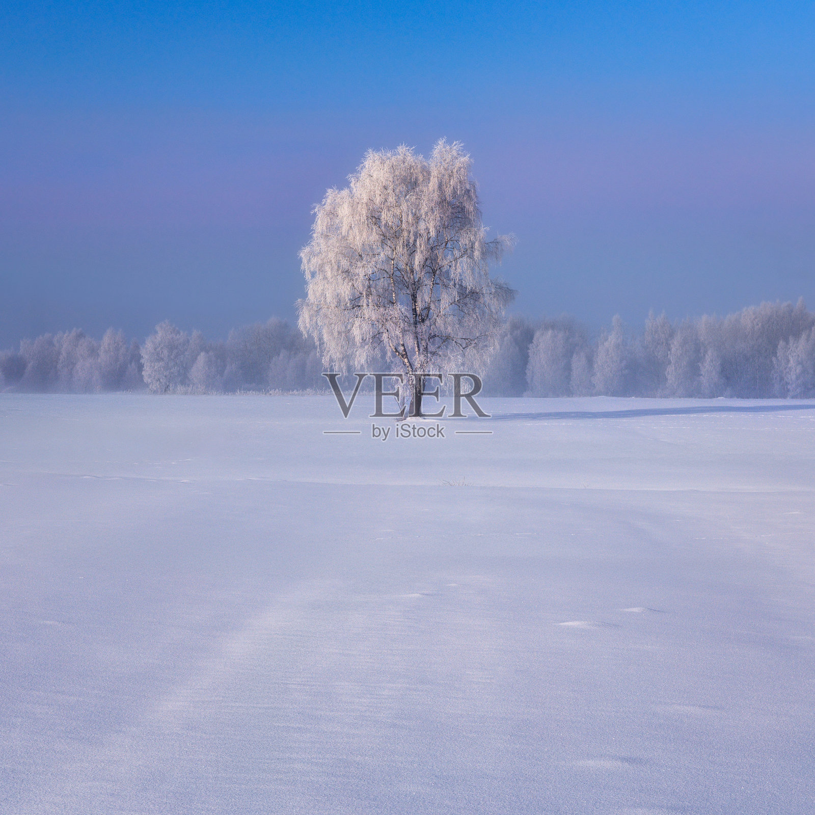 波兰波德哈莱地区冬季冰冻草地与树木的美丽风景。照片摄影图片