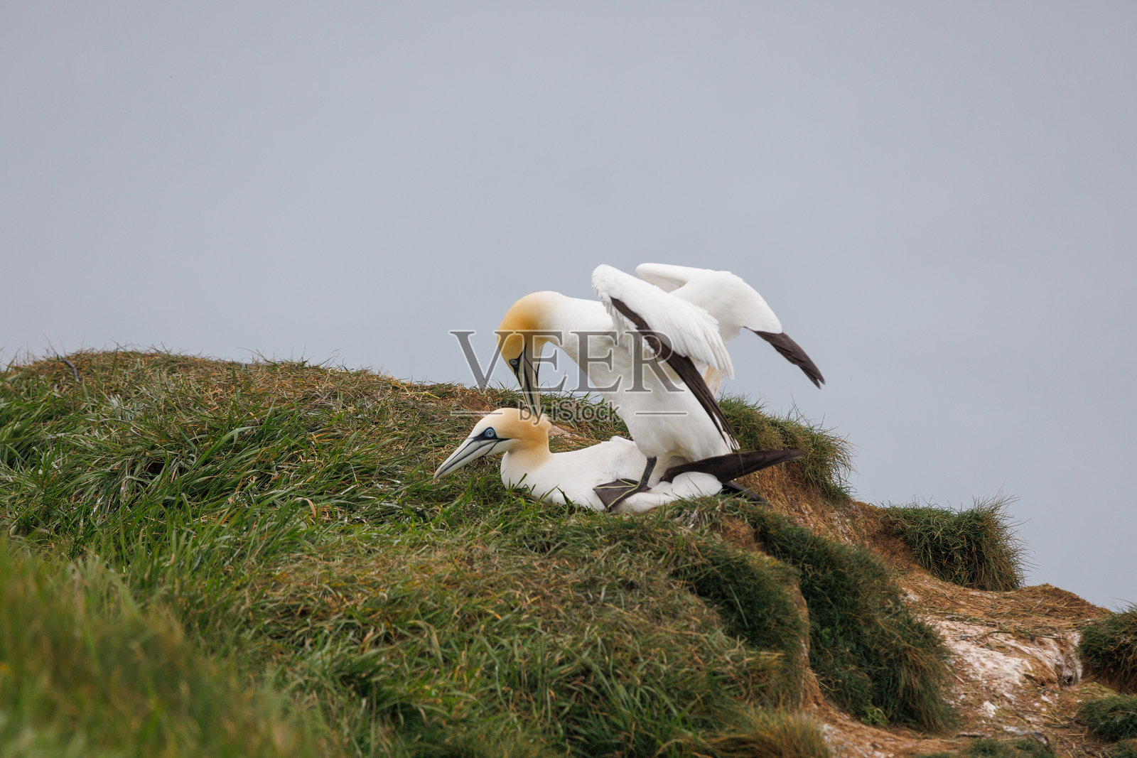 北方鸬鹚在本普顿悬崖上照片摄影图片