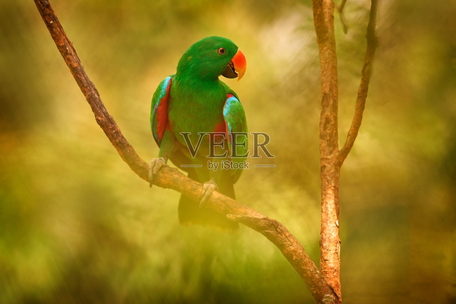 巴布亚生态鹦鹉，红侧生态鹦鹉，生态鹦鹉，来自新几内亚的绿色大鹦鹉，亚洲。巴布亚生态鹦鹉，栖息在自然森林栖息地的鸟类，巴布亚。野生动物自然。照片摄影图片