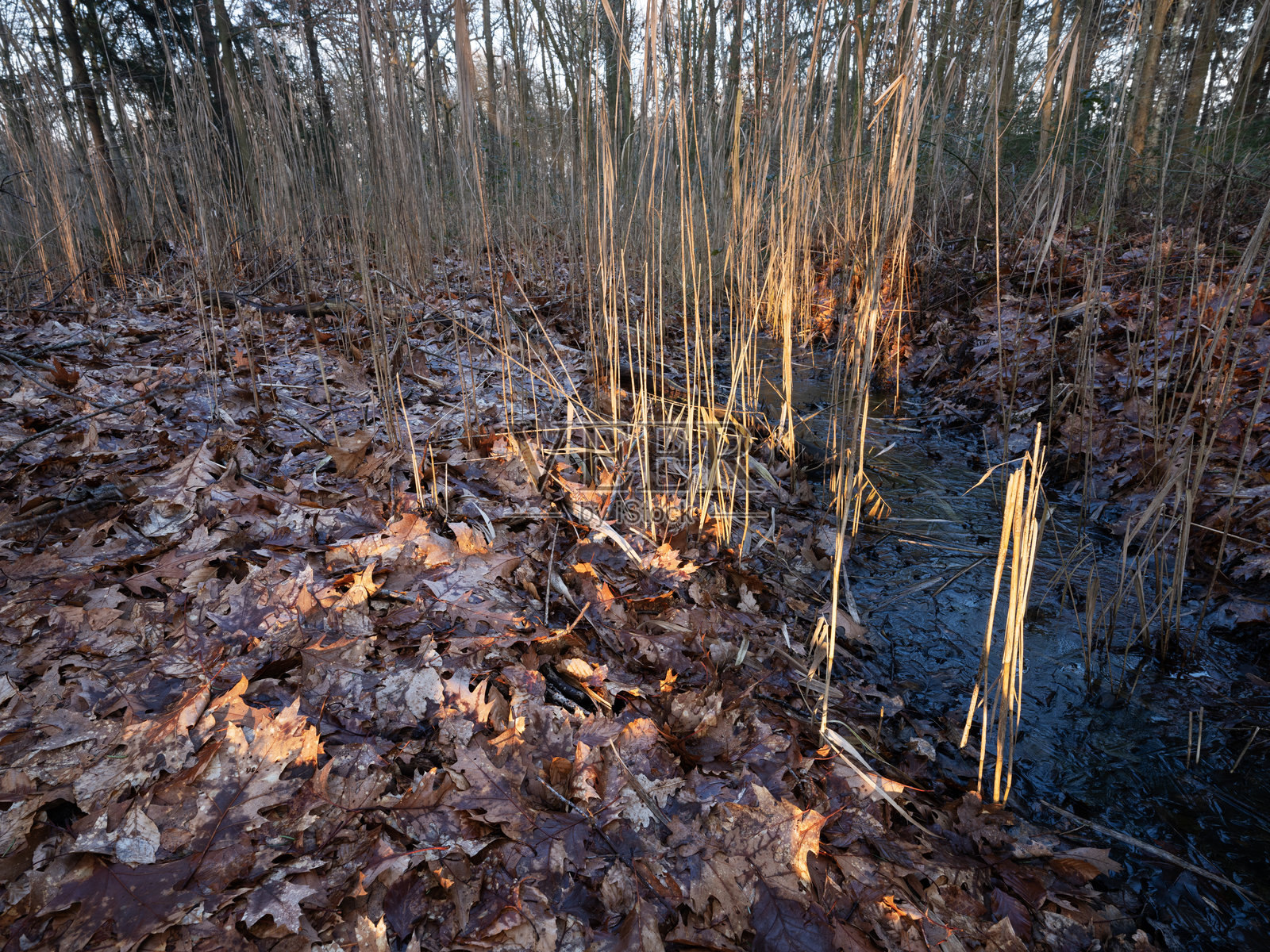 冬季乌特勒支附近荷兰森林中的沟渠里有树叶、芦苇和冰。照片摄影图片