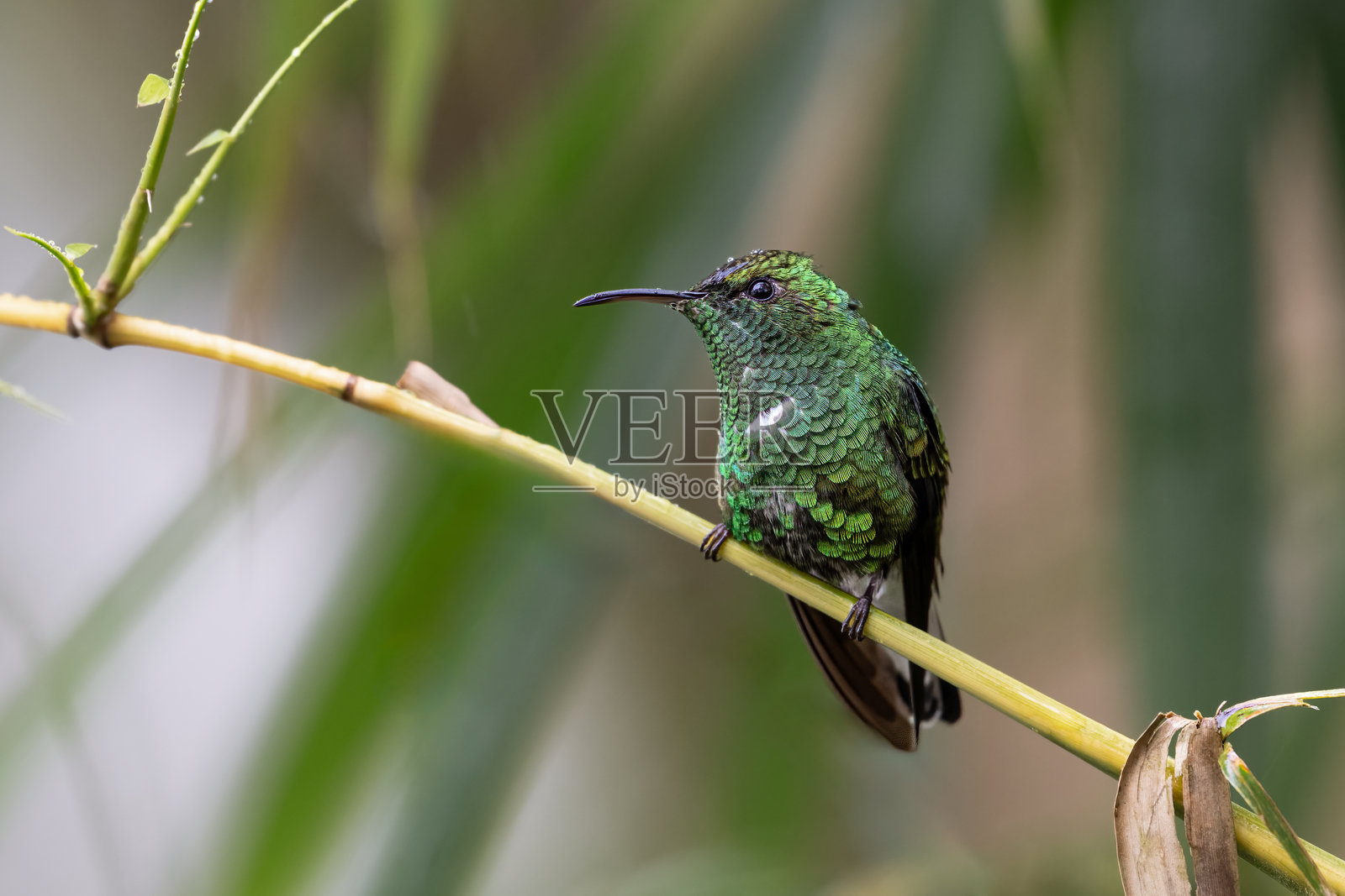 白尾翡翠鸟，学名Microchera chionura，分布于哥斯达黎加和巴拿马。照片摄影图片