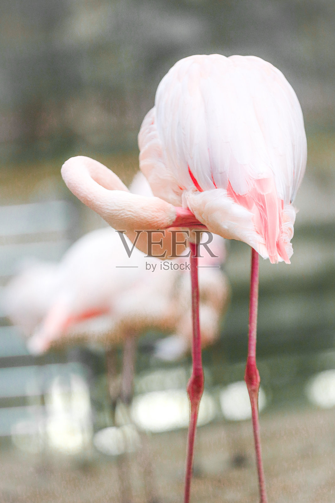 可爱的火烈鸟照片摄影图片