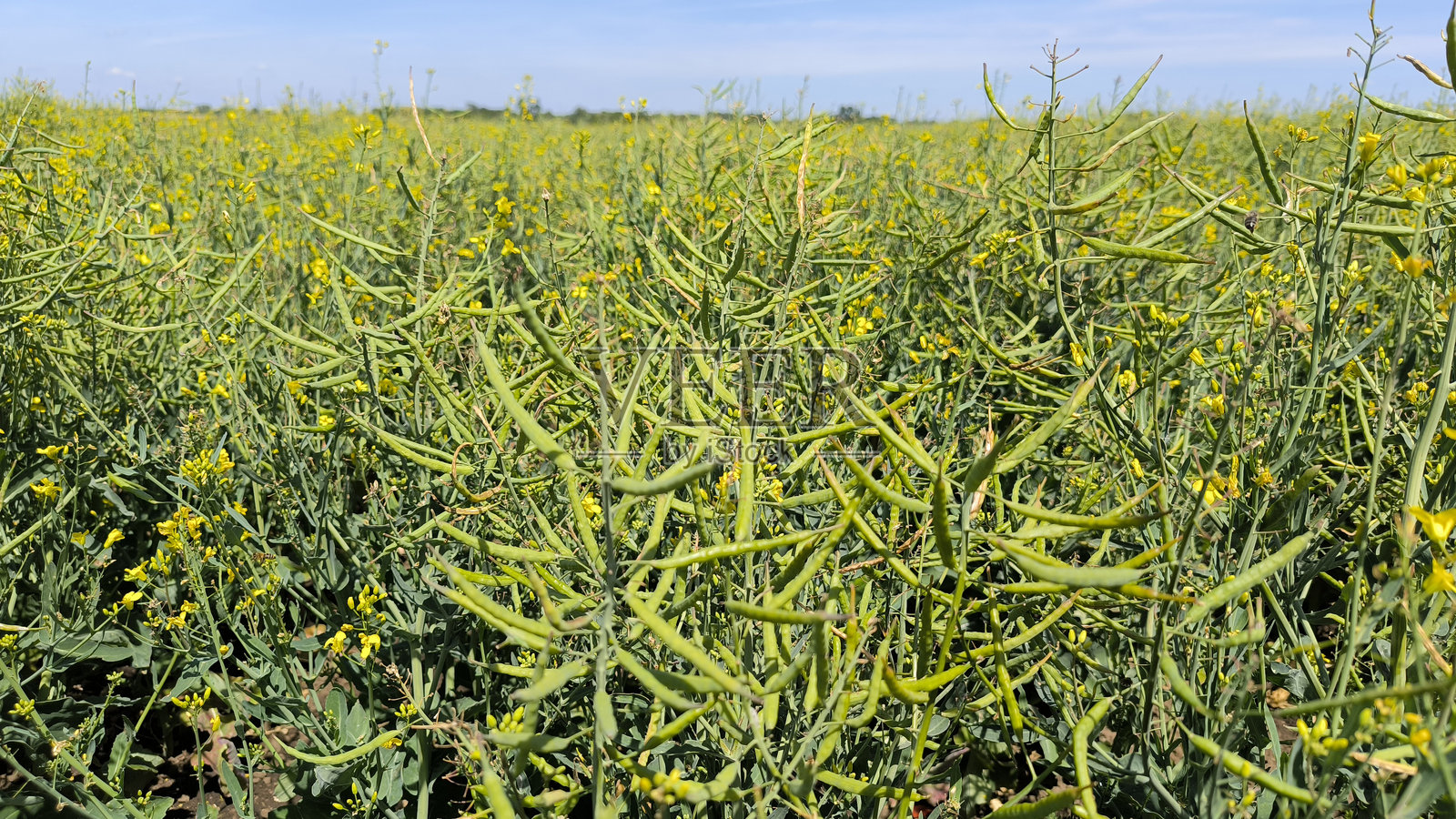 油菜花田与绿色种荚照片摄影图片