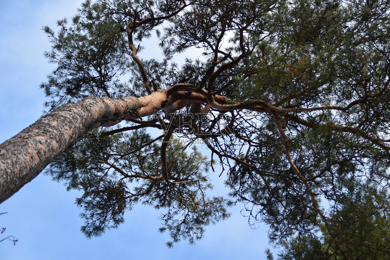 这棵松树很漂亮照片摄影图片