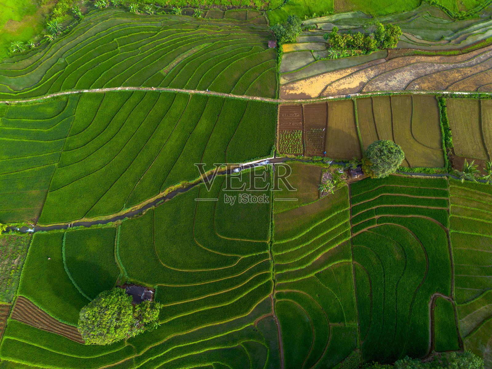 美丽的早晨景色，印度尼西亚全景，稻田与美丽的色彩和自然光的天空照片摄影图片