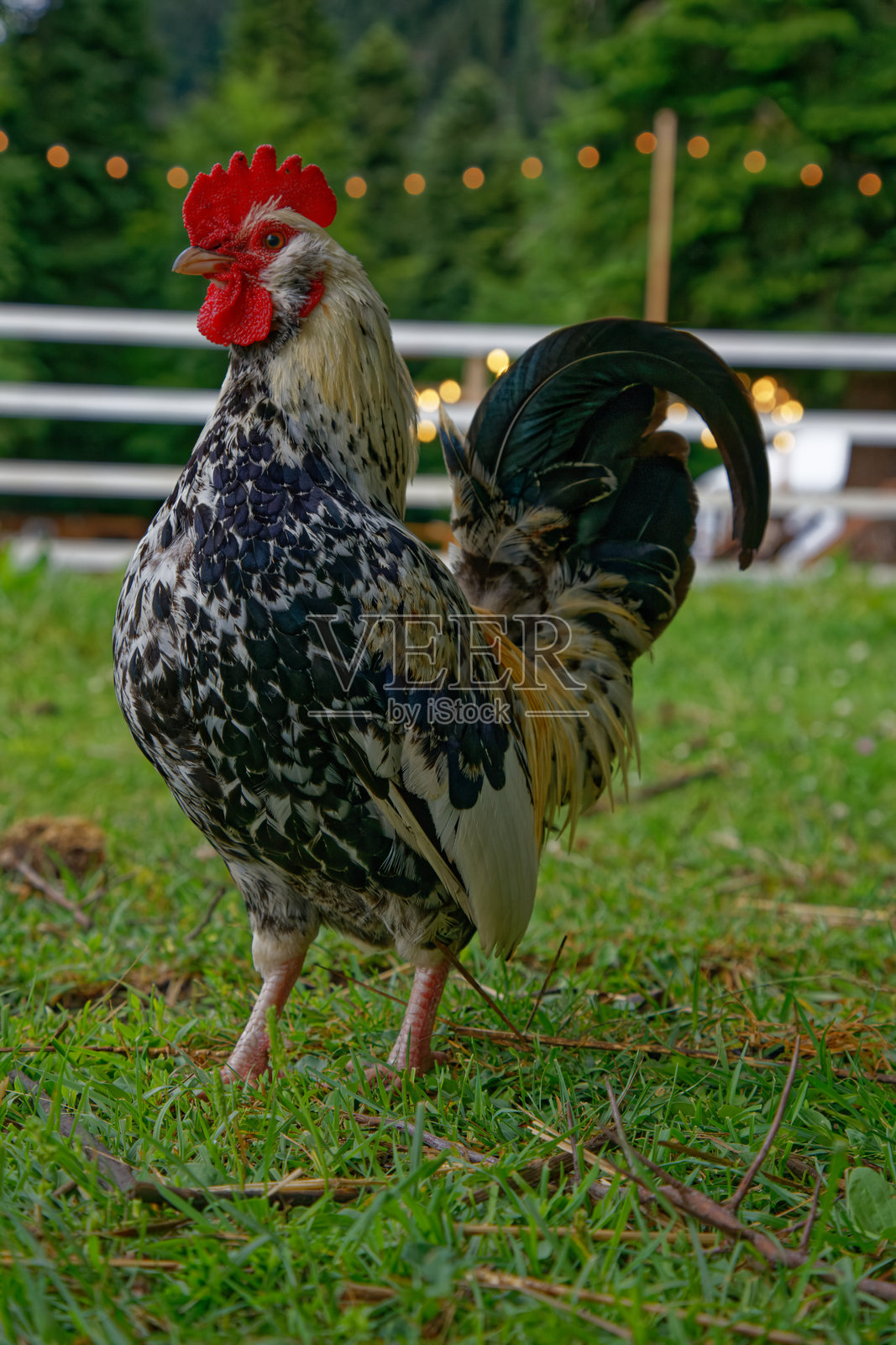 田野上的公鸡照片摄影图片
