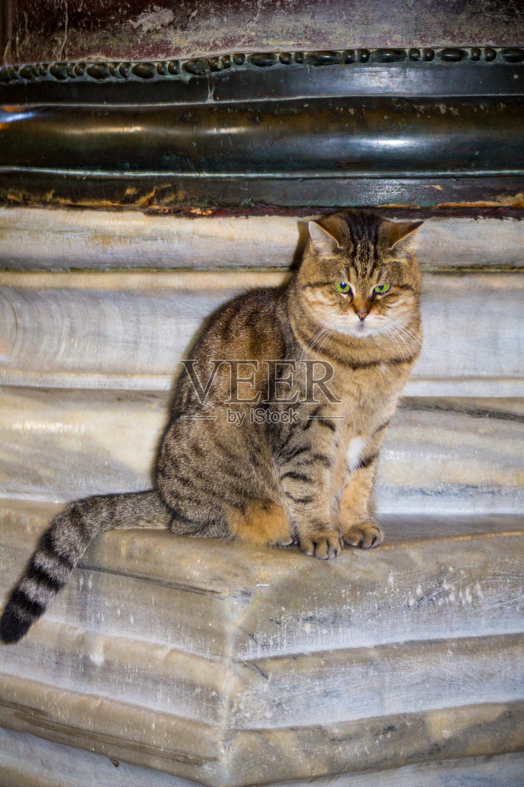 一只虎斑猫坐在历史建筑的大理石柱子上照片摄影图片