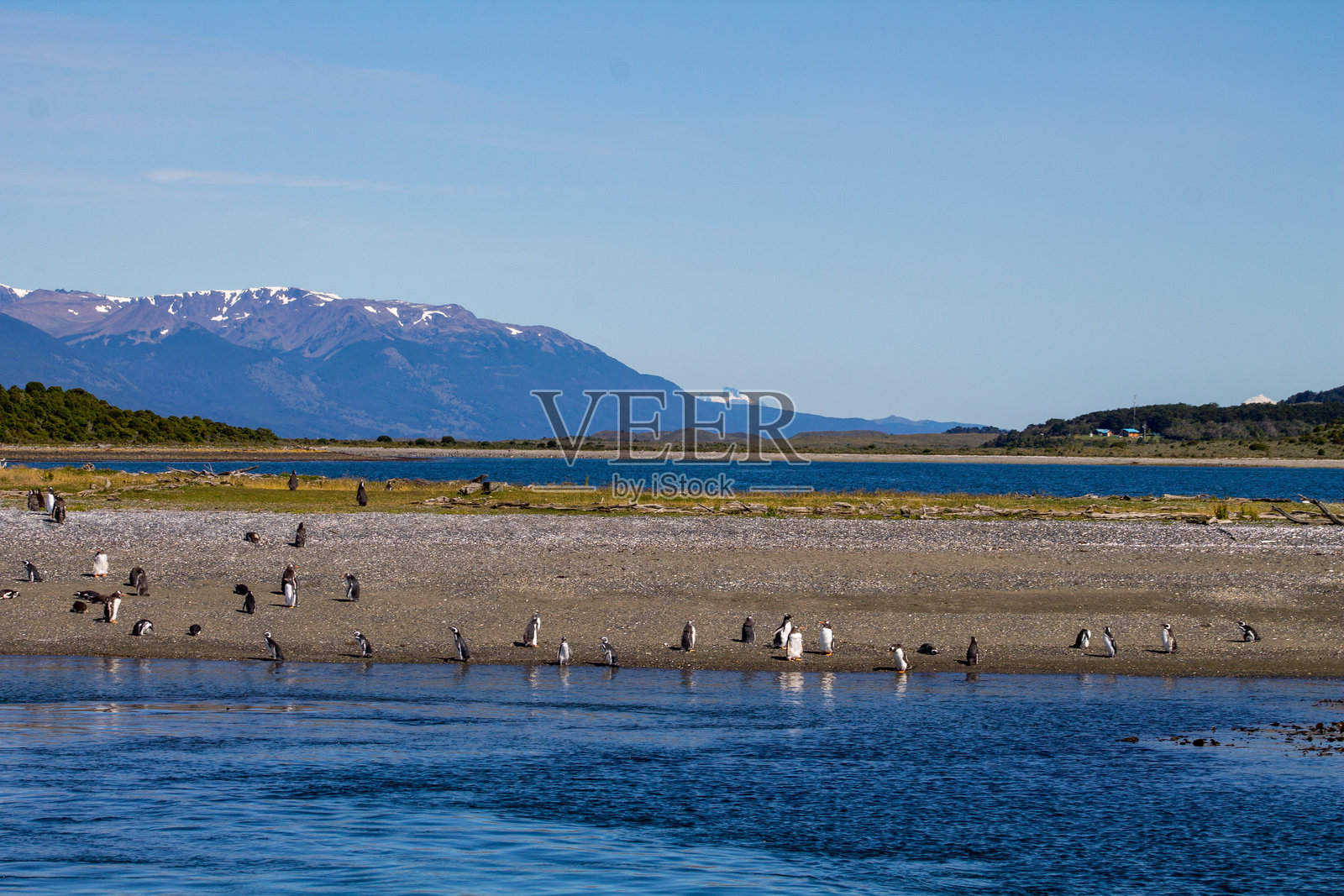 观察企鹅照片摄影图片