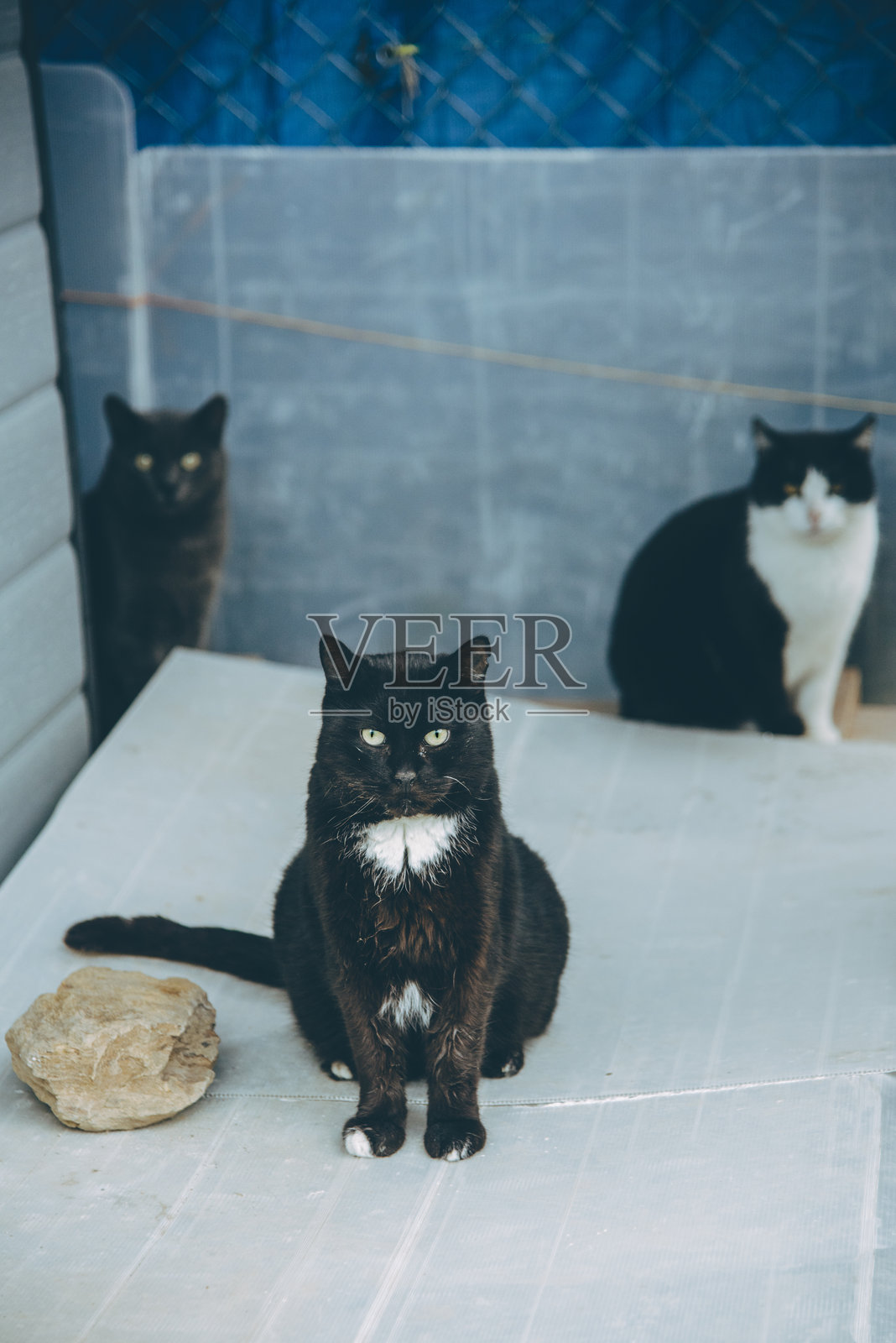 三只黑猫在猫咪收容所。照片摄影图片