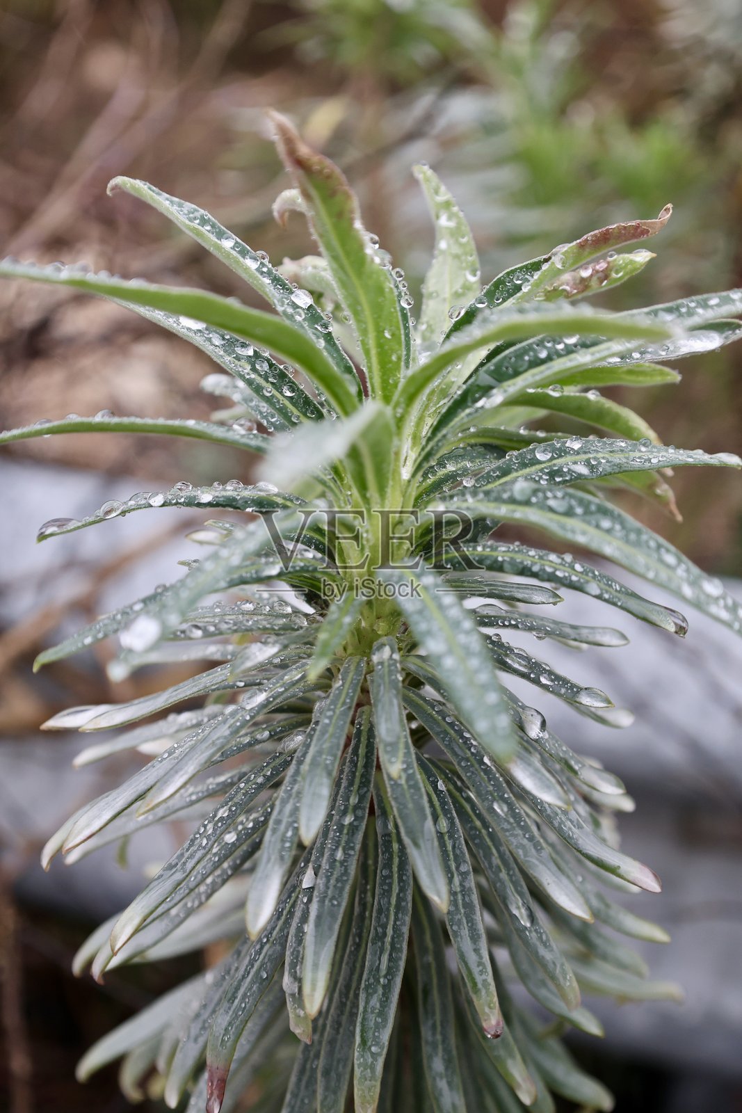 户外露珠植物照片摄影图片