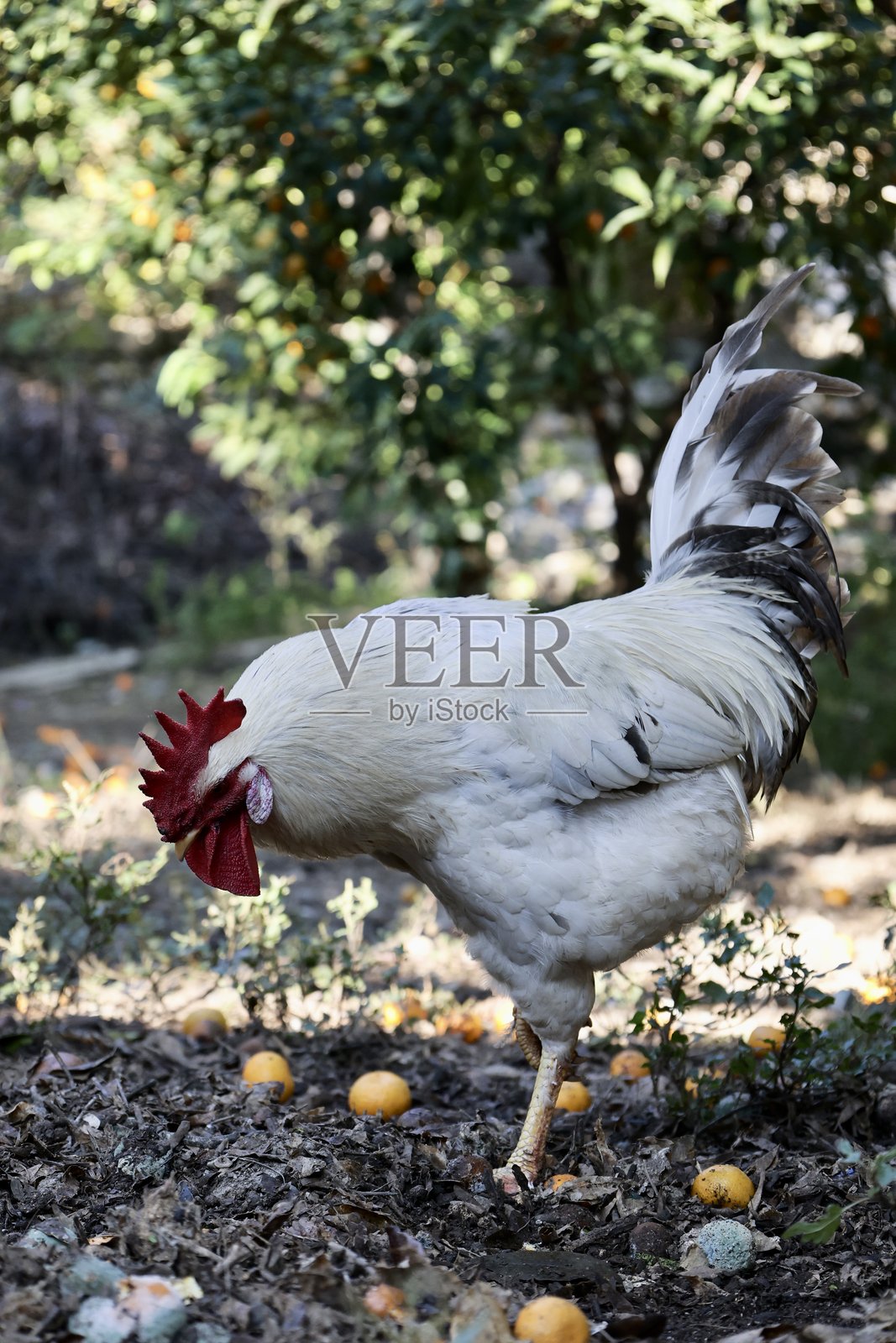 公鸡橙色地面照片摄影图片