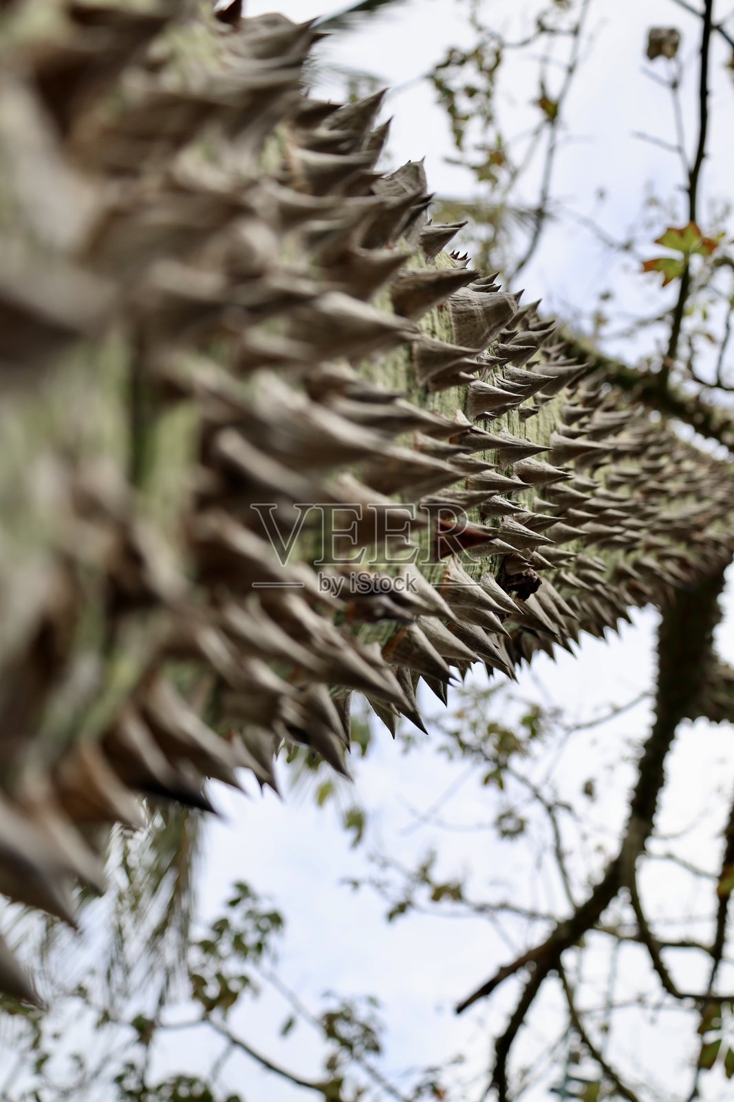 带刺的绿色树皮照片摄影图片