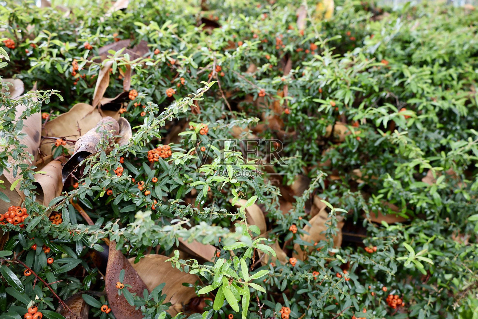 绿色叶子的灌木丛照片摄影图片