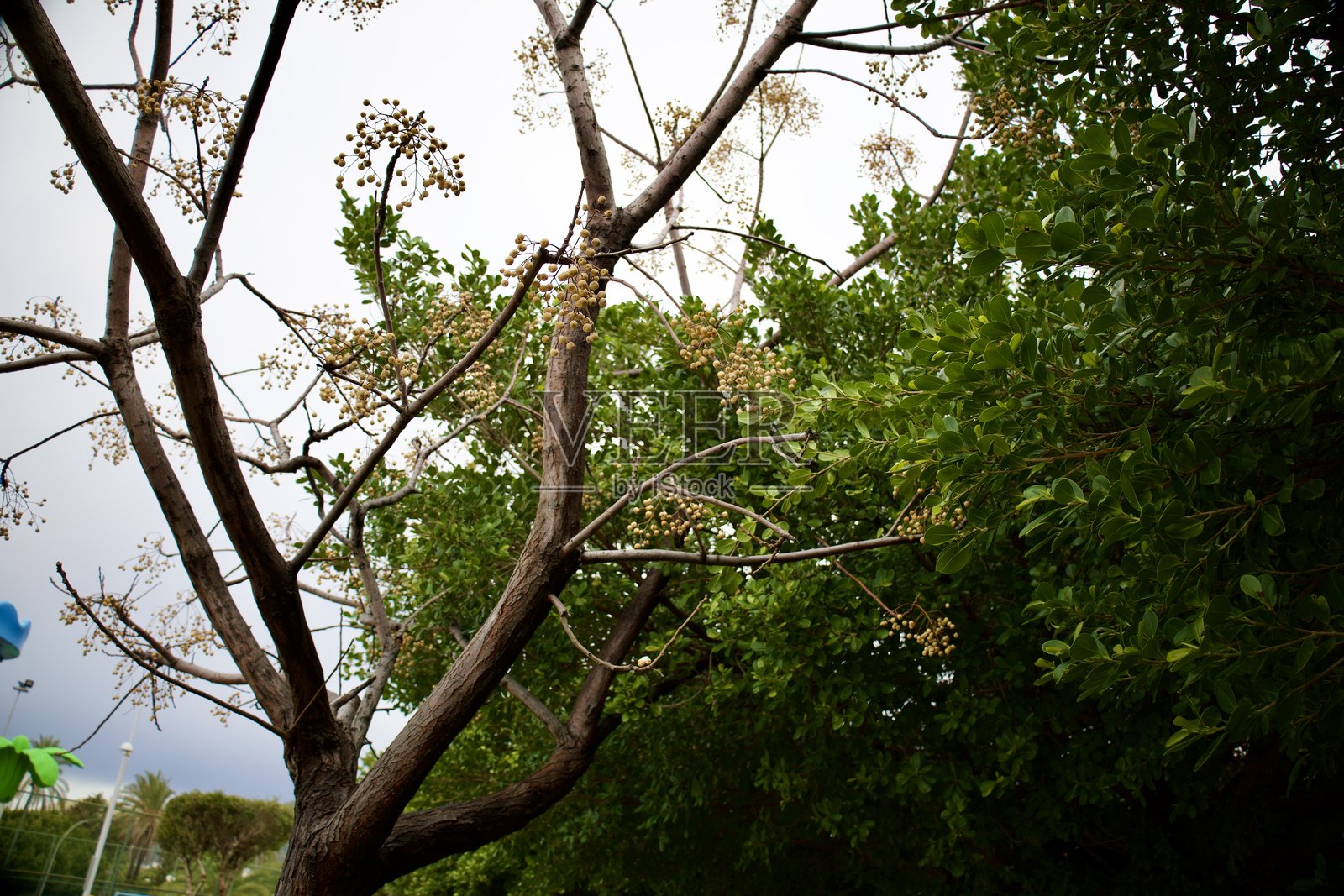 郁郁葱葱的花园风景照片摄影图片