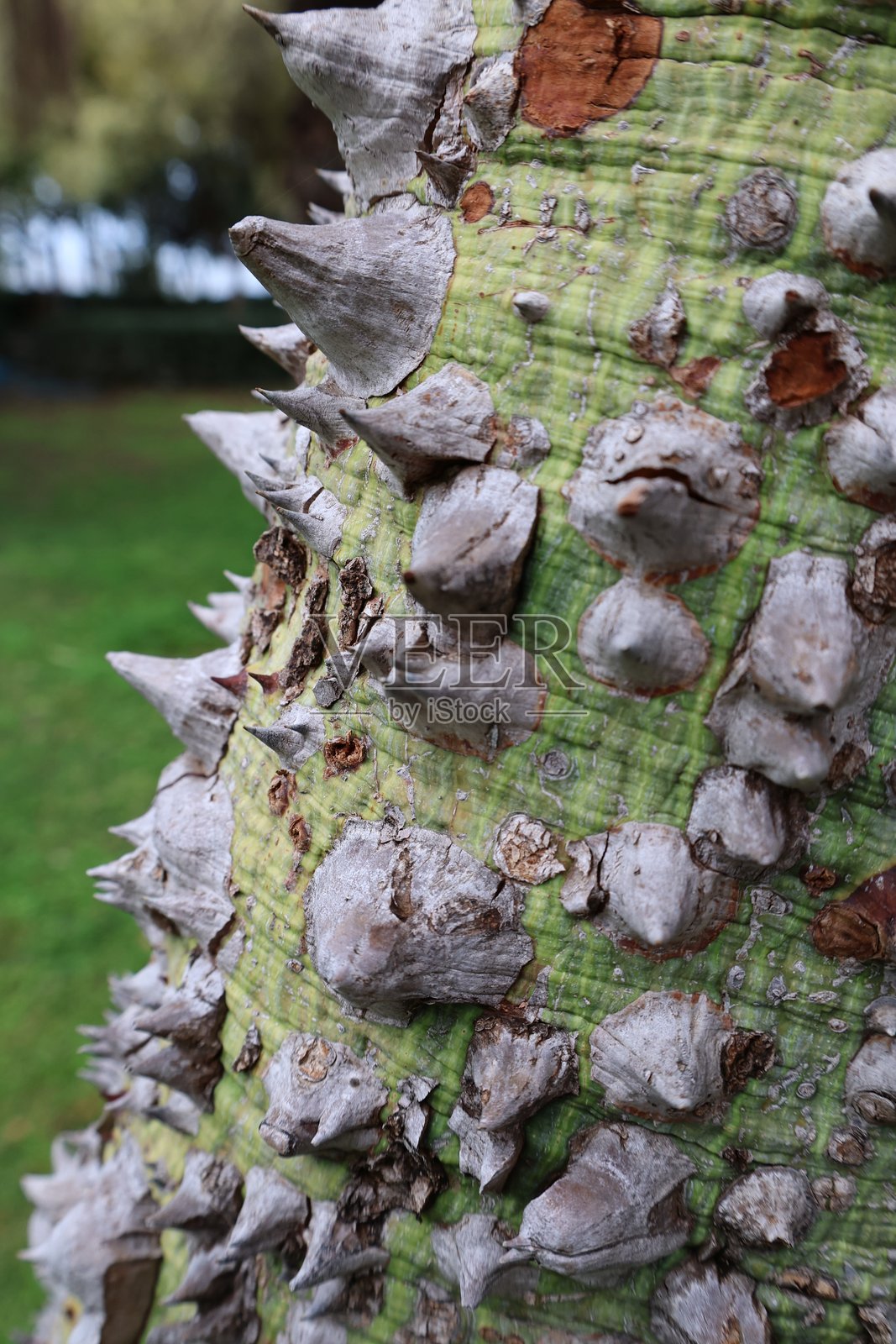 带刺的绿色树皮照片摄影图片