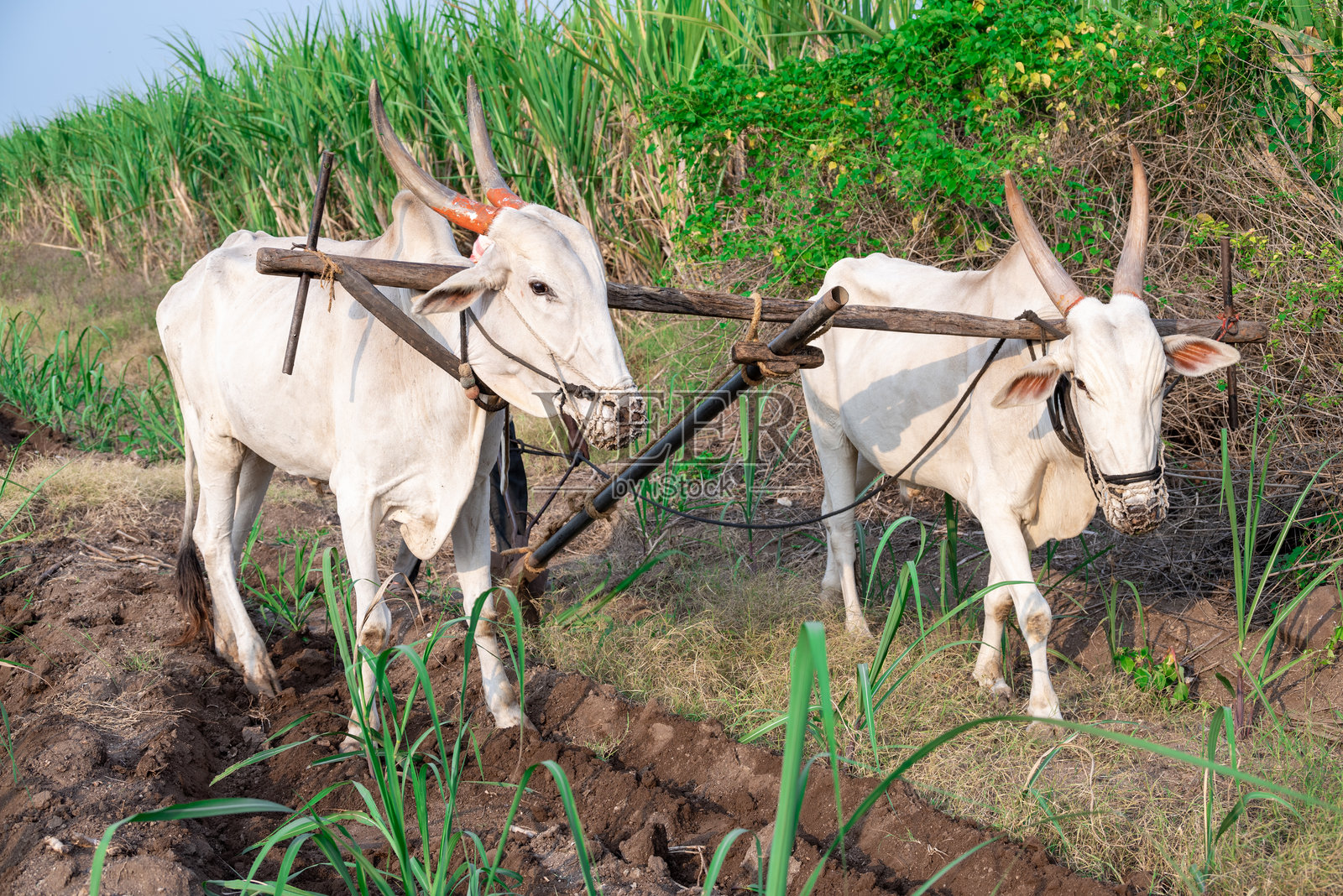 一位农民在乡村耕地。印度农民用一对牛和传统犁耕作田地。照片摄影图片