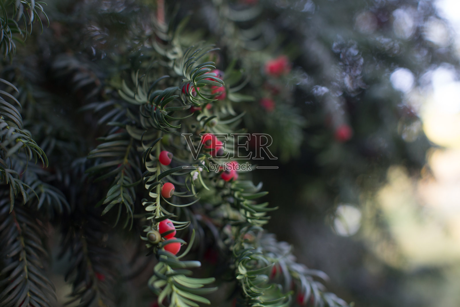 紫杉树枝的特写。照片摄影图片