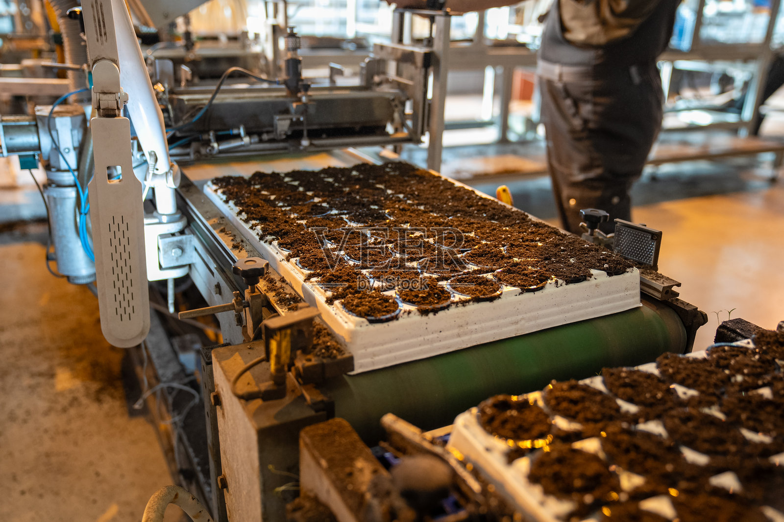 自动填充泥炭混合物的种植托盘，以最大化生长潜力。智能种子发芽。照片摄影图片