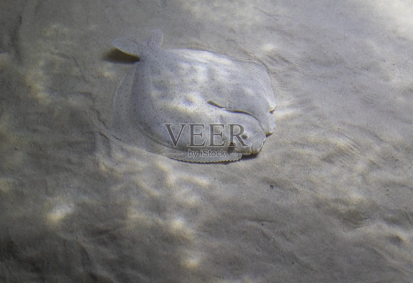 一条比目鱼正躺在沙滩上照片摄影图片