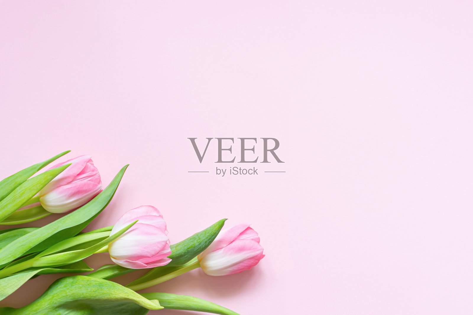 粉色背景上的粉色郁金香花束。母亲节、三八妇女节、情人节的贺卡。春季节日的庆祝活动。花卉的平铺视图，俯视，留白空间。照片摄影图片