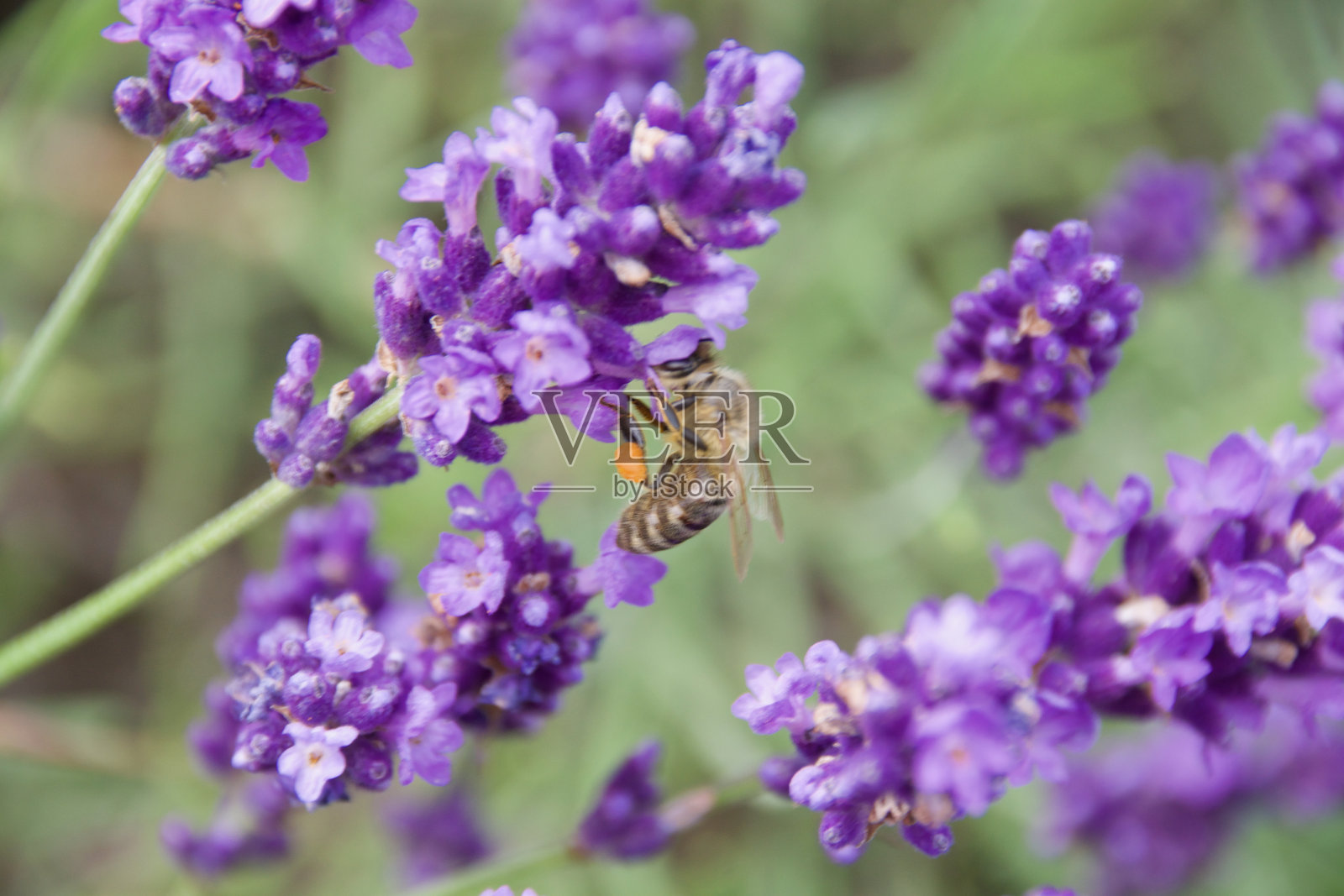 一只大黄蜂正在从鲜艳的紫色薰衣草花中采集花蜜。照片摄影图片