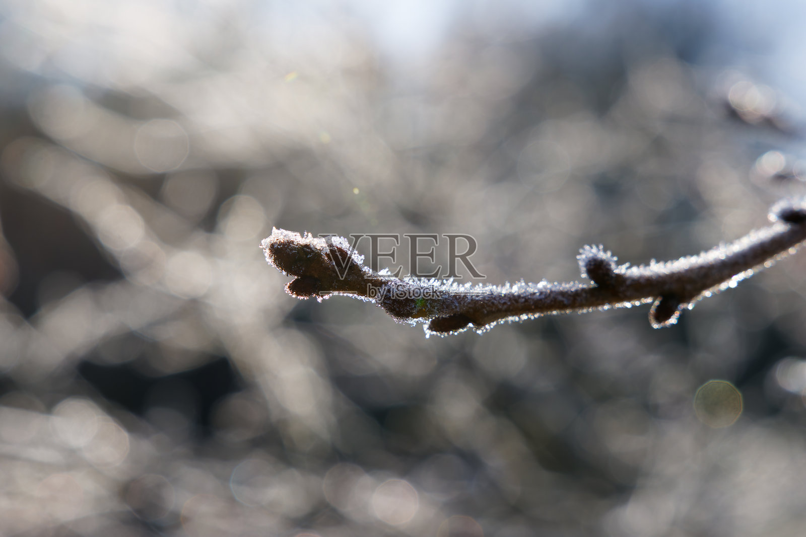 被冰晶覆盖的树枝上的霜冻树芽照片摄影图片