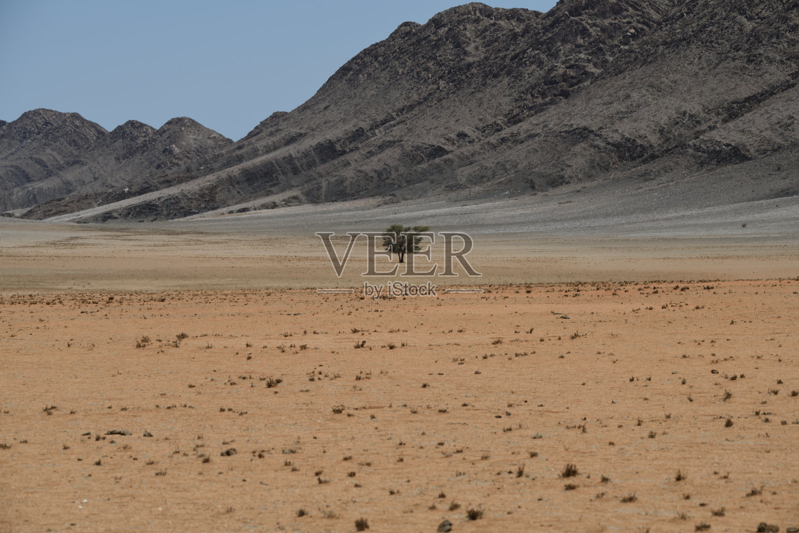 沙地平原上的孤树，前景中隐约可见仙女圈。西北纳米比亚照片摄影图片