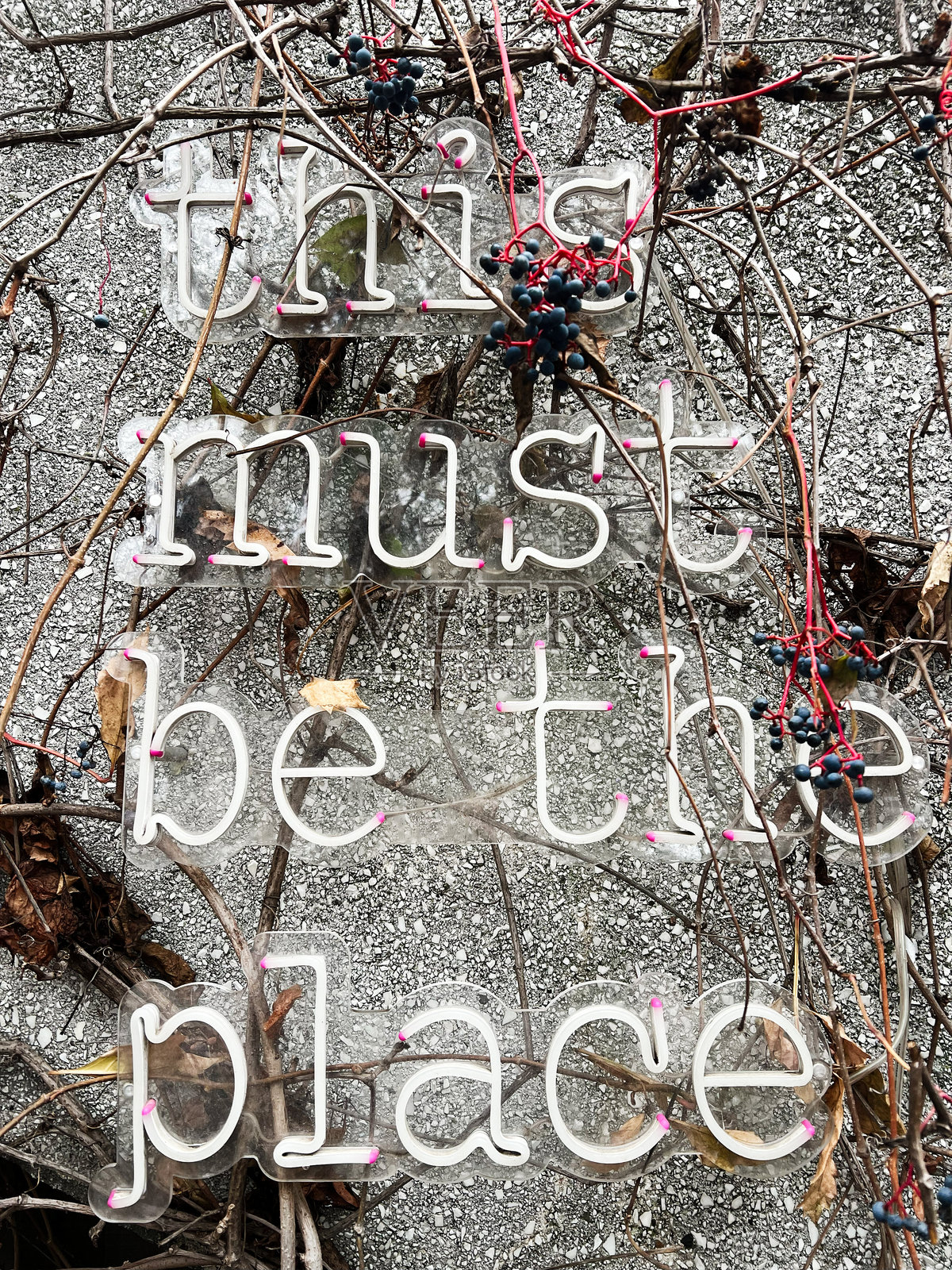 霓虹文字标志与藤蔓和浆果缠绕在纹理墙面上照片摄影图片