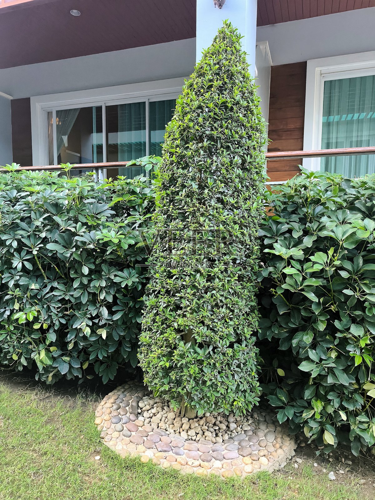 热带树木。景观装饰。美丽的自然家居装饰。室内和室外设计。照片摄影图片