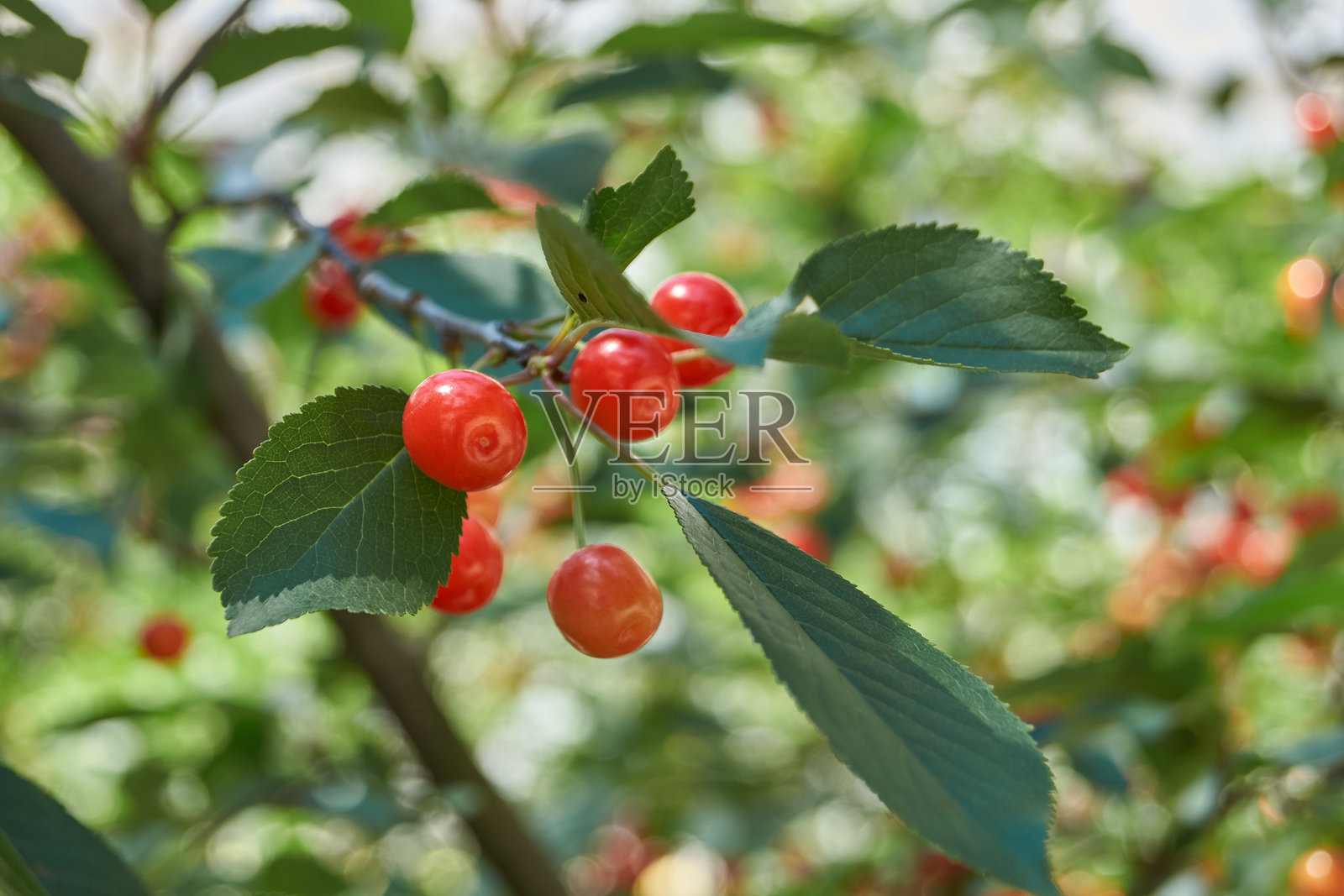 蓝天和绿叶背景下的樱桃果实。照片摄影图片