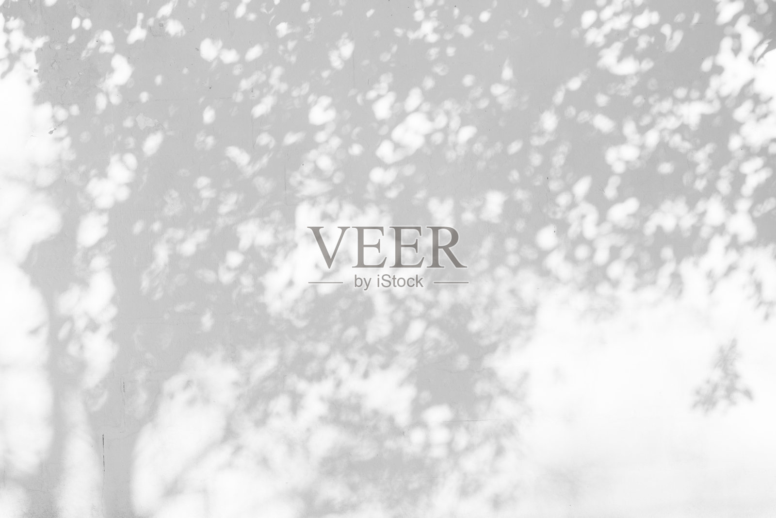 树枝和叶子在白色混凝土墙上的阴影。叶子图案。模糊背景。照片摄影图片