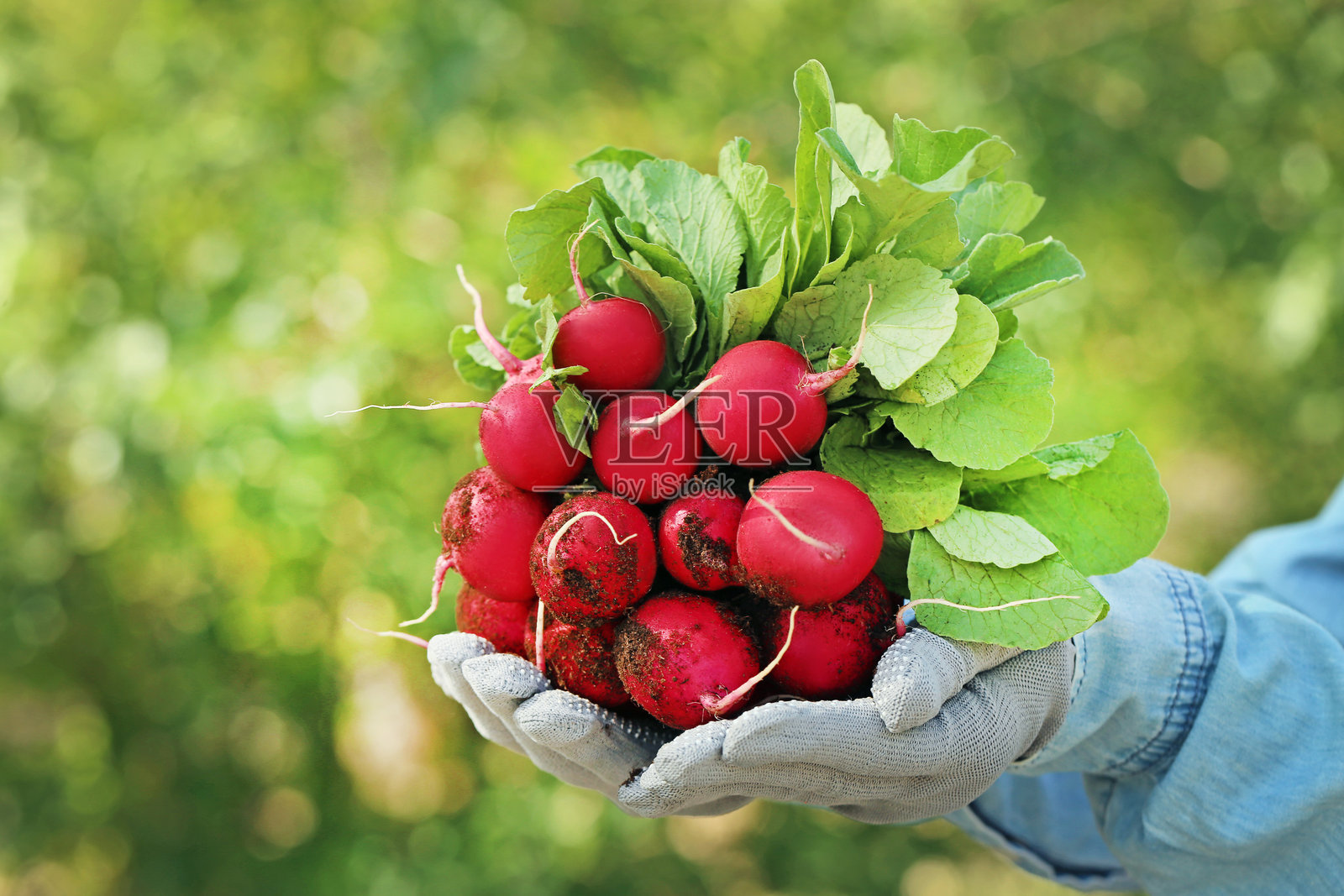 女性手中拿着新鲜的园艺萝卜照片摄影图片
