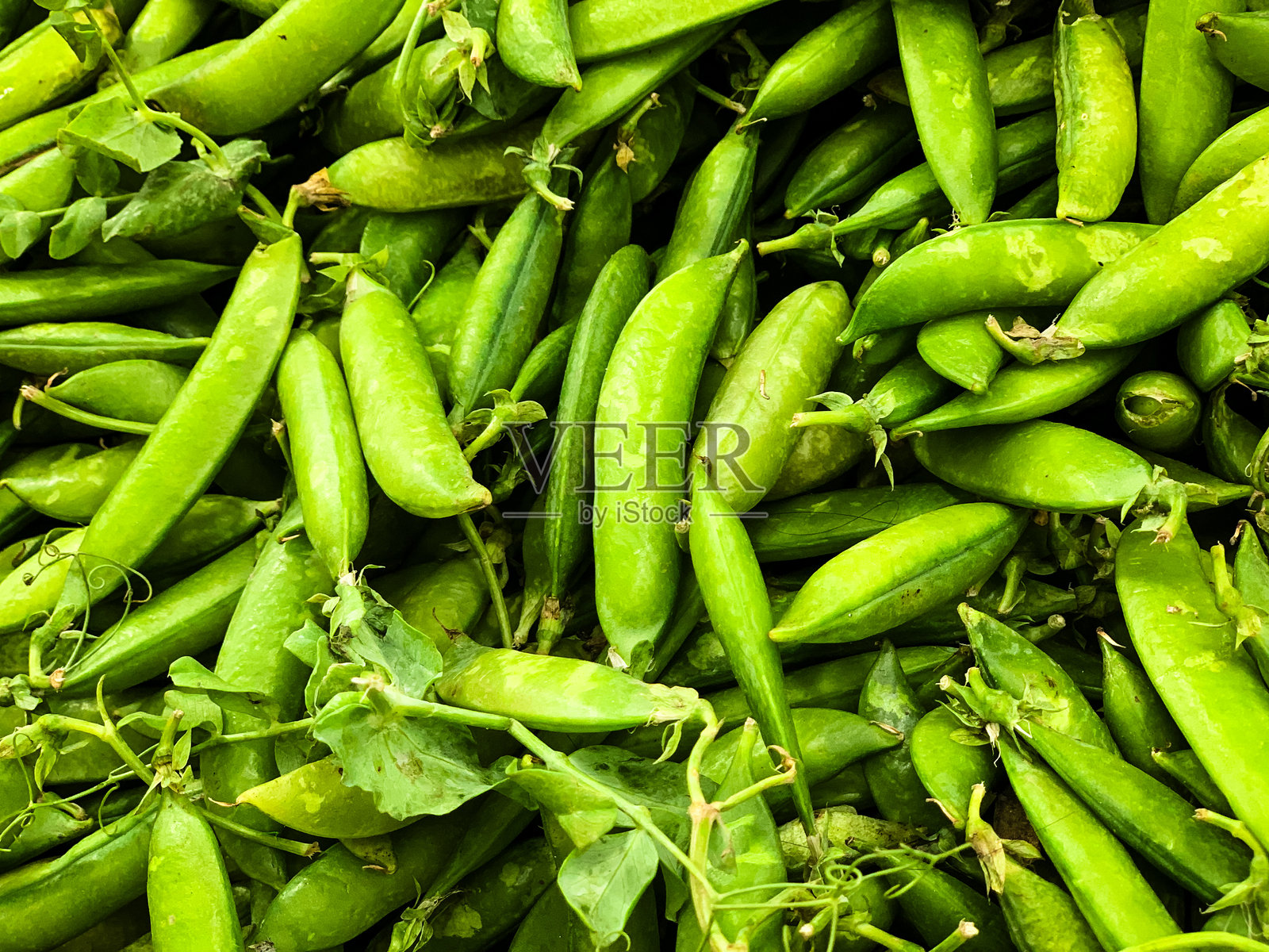 一堆新鲜的绿色豌豆，时令新鲜采摘的豌豆照片摄影图片