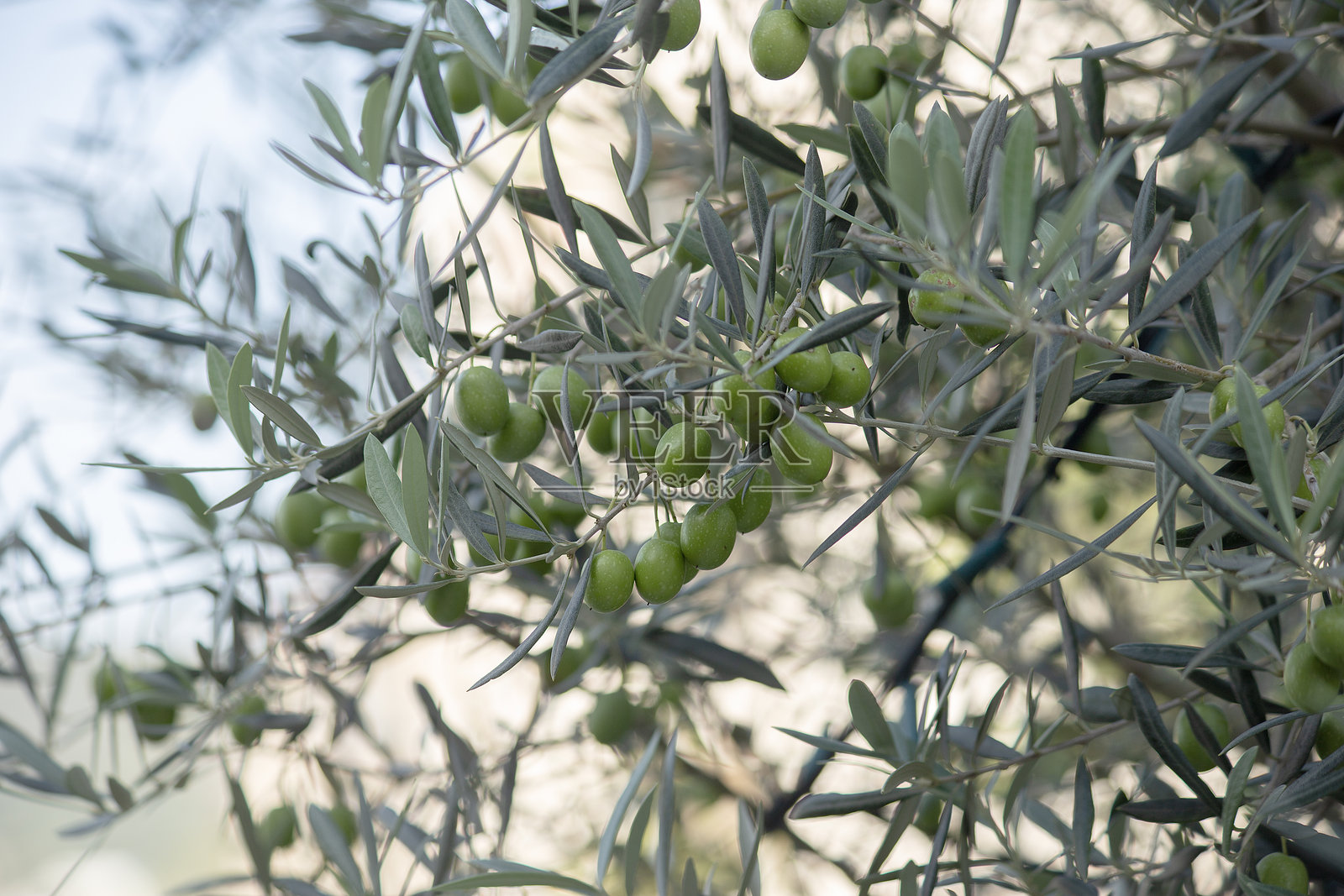 橄榄树枝的背景，挂满绿色橄榄。照片摄影图片