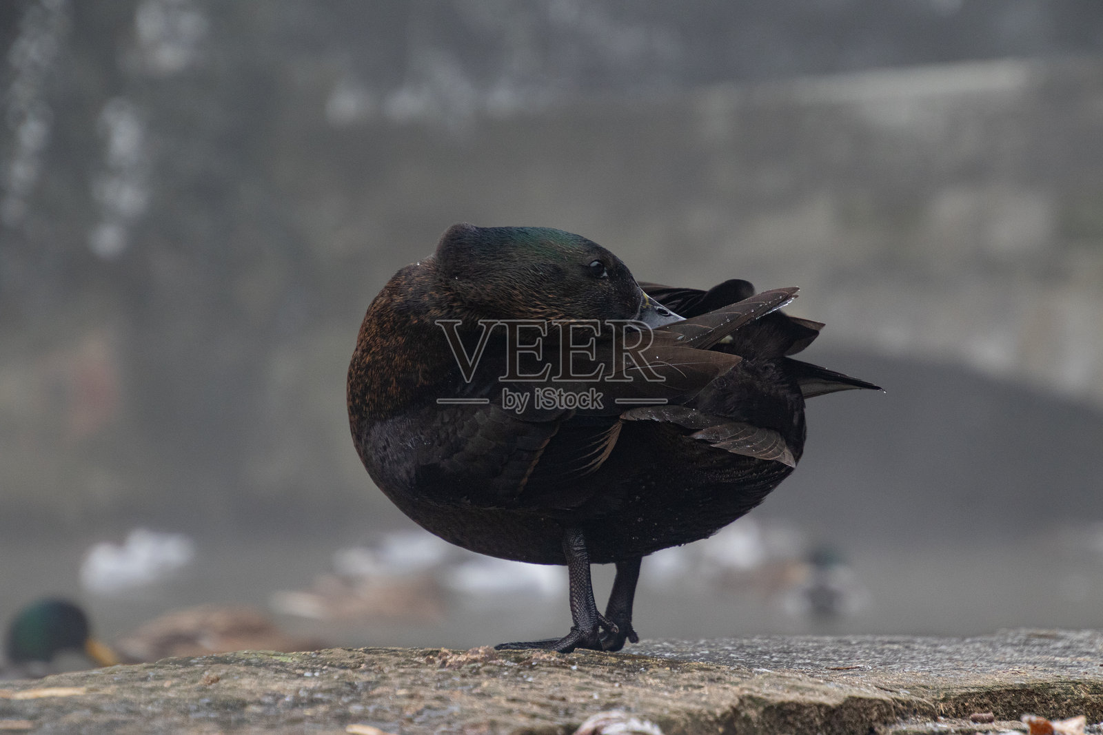 害羞的鸭子蜷缩在湖边照片摄影图片
